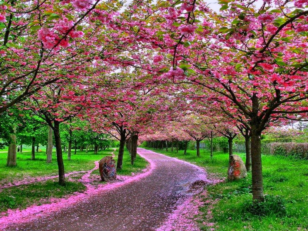 1024x768 My Rose: Japanese Cherry Blossom Garden Wallpaper