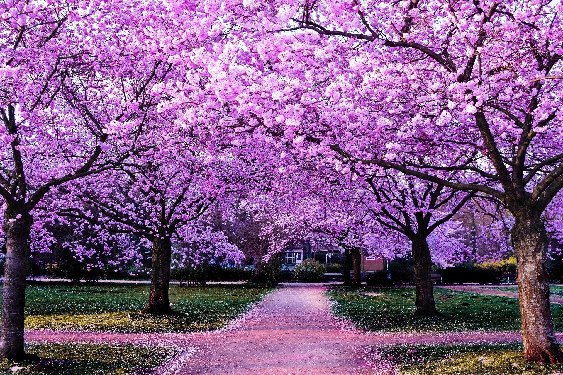 1920x1280 Spring Sakura Path: Stunning 4K Blossom Park Wallpaperx2560
