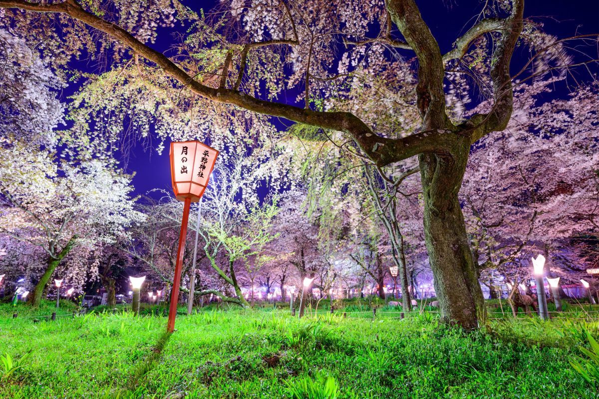1200x800 Japanese Cherry Blossom