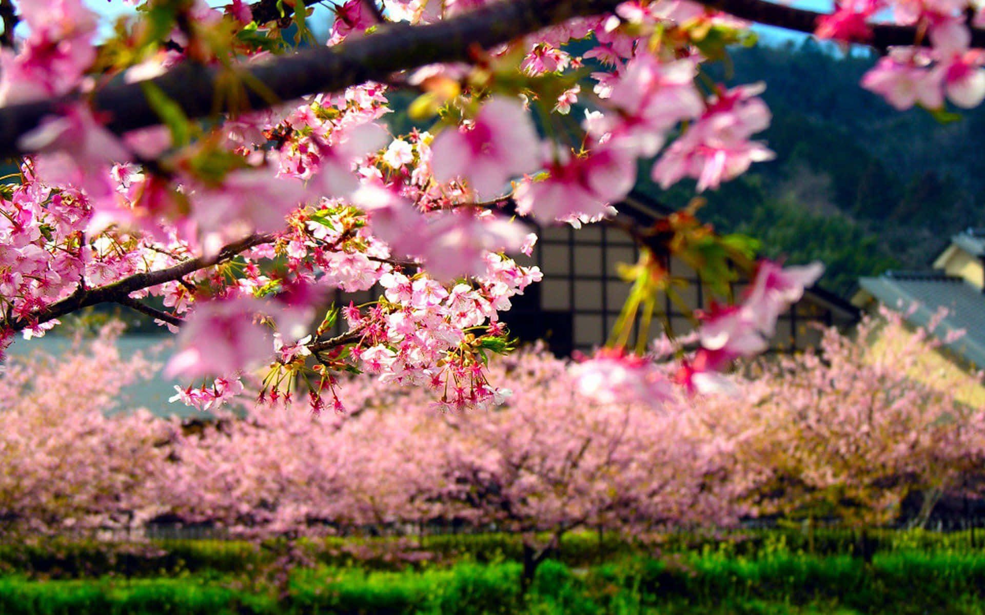 1920x1200 Download Beautiful Japan Sakura Tree Spring Background