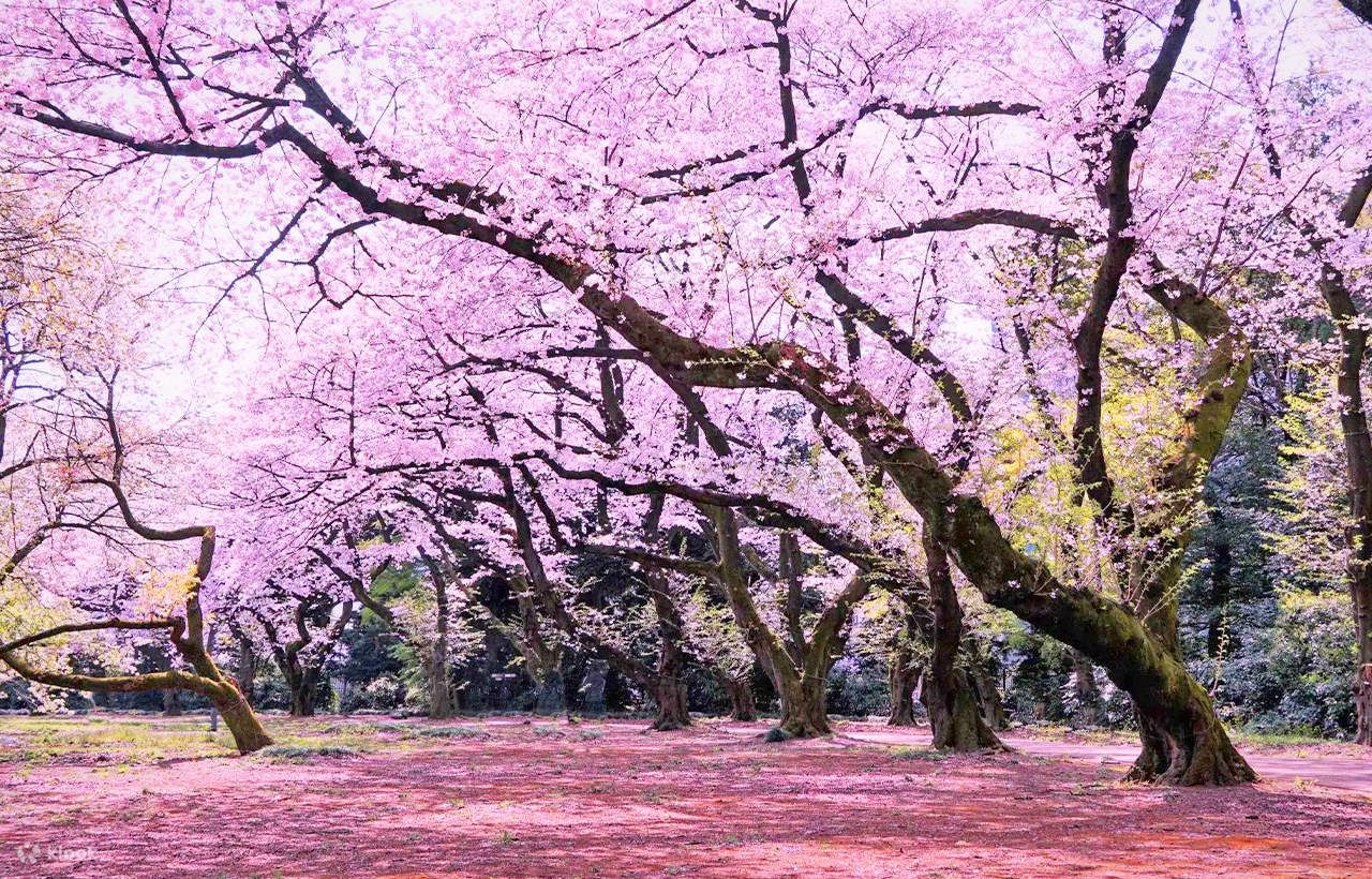 1280x820 Sakura Season Limited's Five Best Cherry Blossom Viewing Spots One Day Tour Of Shinjuku Gyoen National Garden, Chidorigafuchi, Ueno Park, Sumida Park, And Meguro River United States