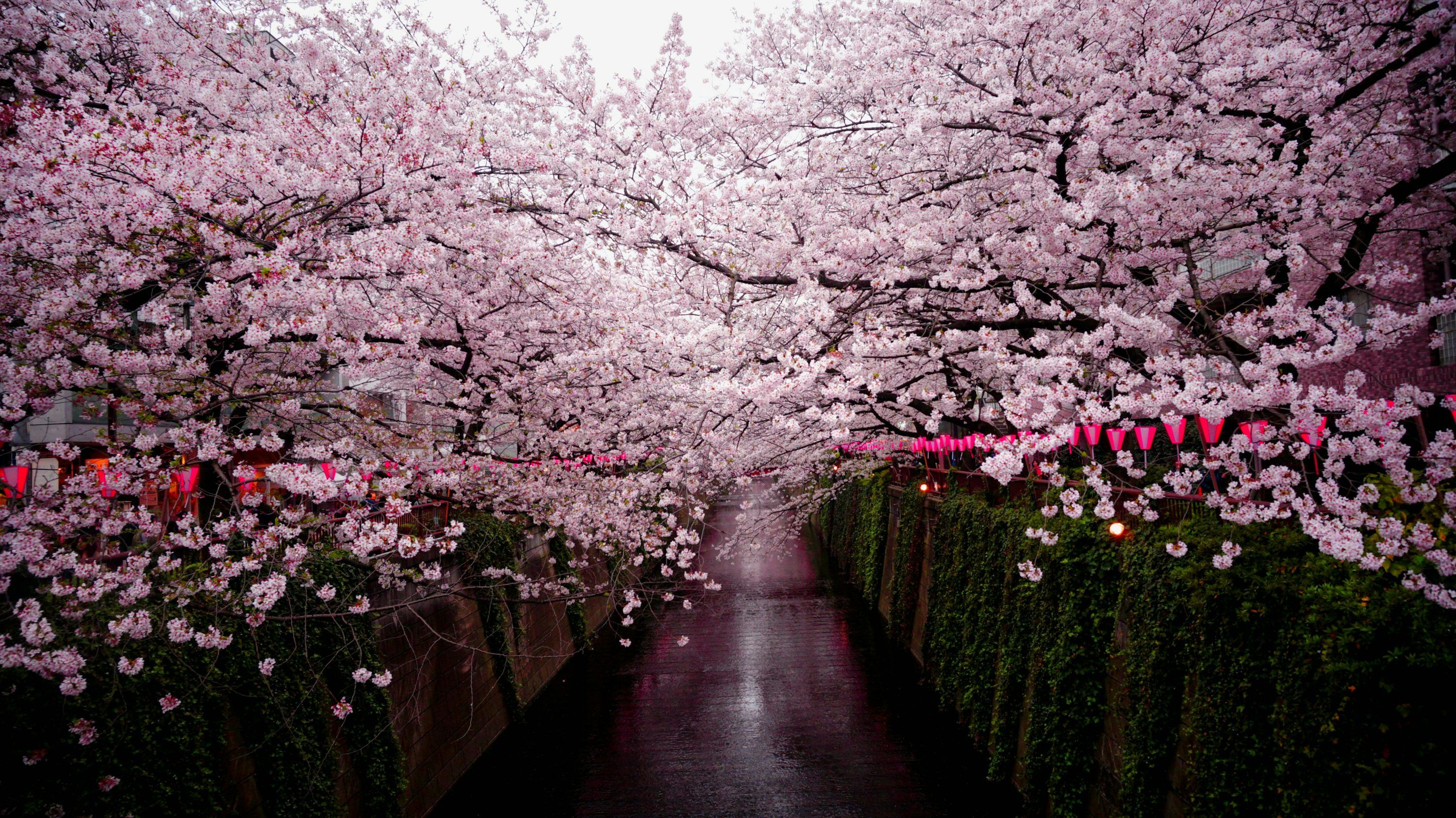3000x1686 Best Sakura Tree Picture [HD]. Download Free Image