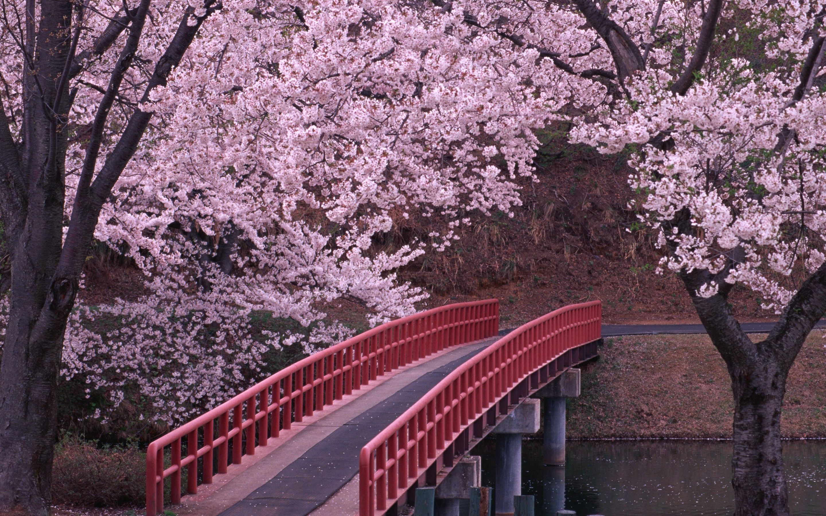 2880x1800 Sakura and bridge MacBook Air Wallpaper Download