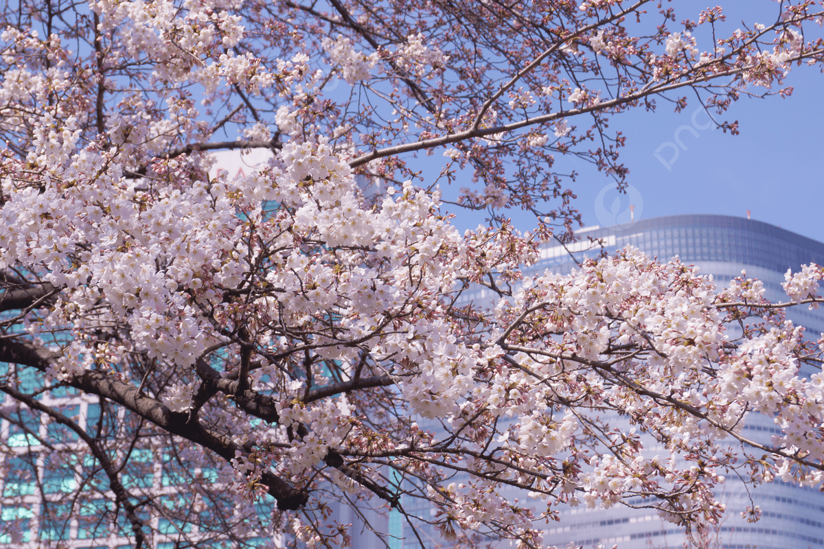 1200x800 Sakura Image Of The Japanese Garden Japan Cherry Blossoms Sum Photo Background And Picture For Free Download
