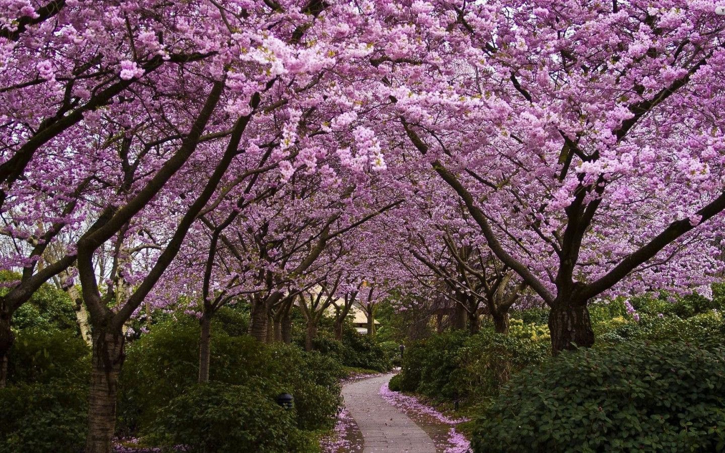 1440x900 Cherry Free Spring Wallpaper 00900