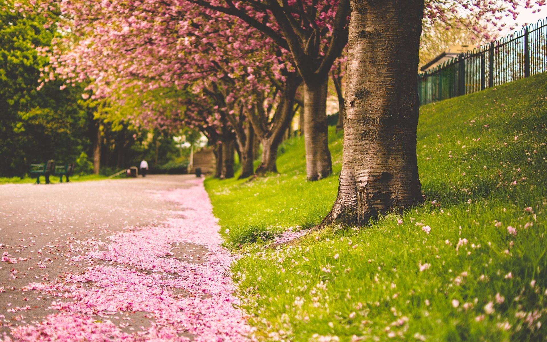 1920x1200 Spring beautiful Sakura photography HD Wallpaper 01