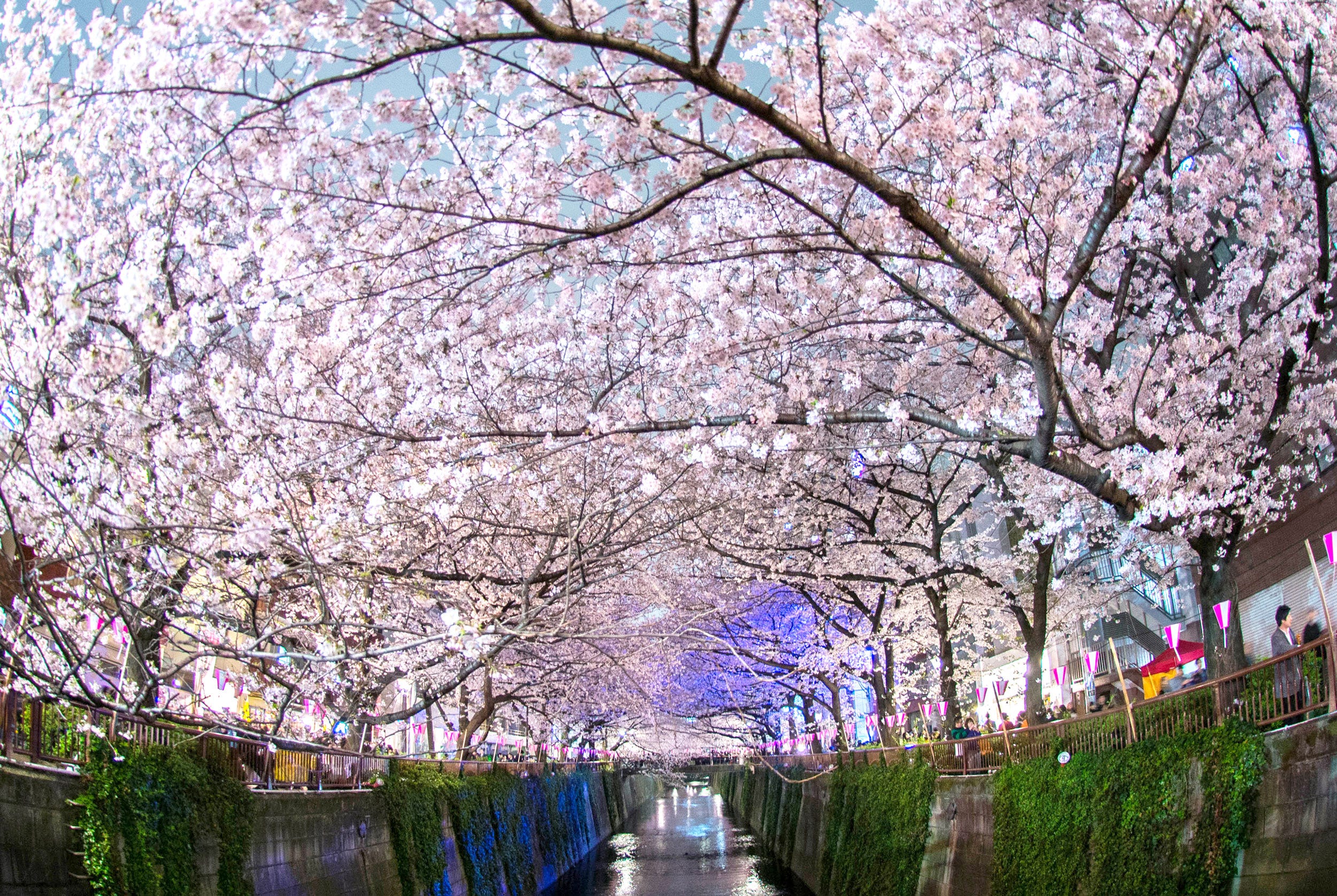 2500x1675 Japan's Cherry Blossom Wallpaper.