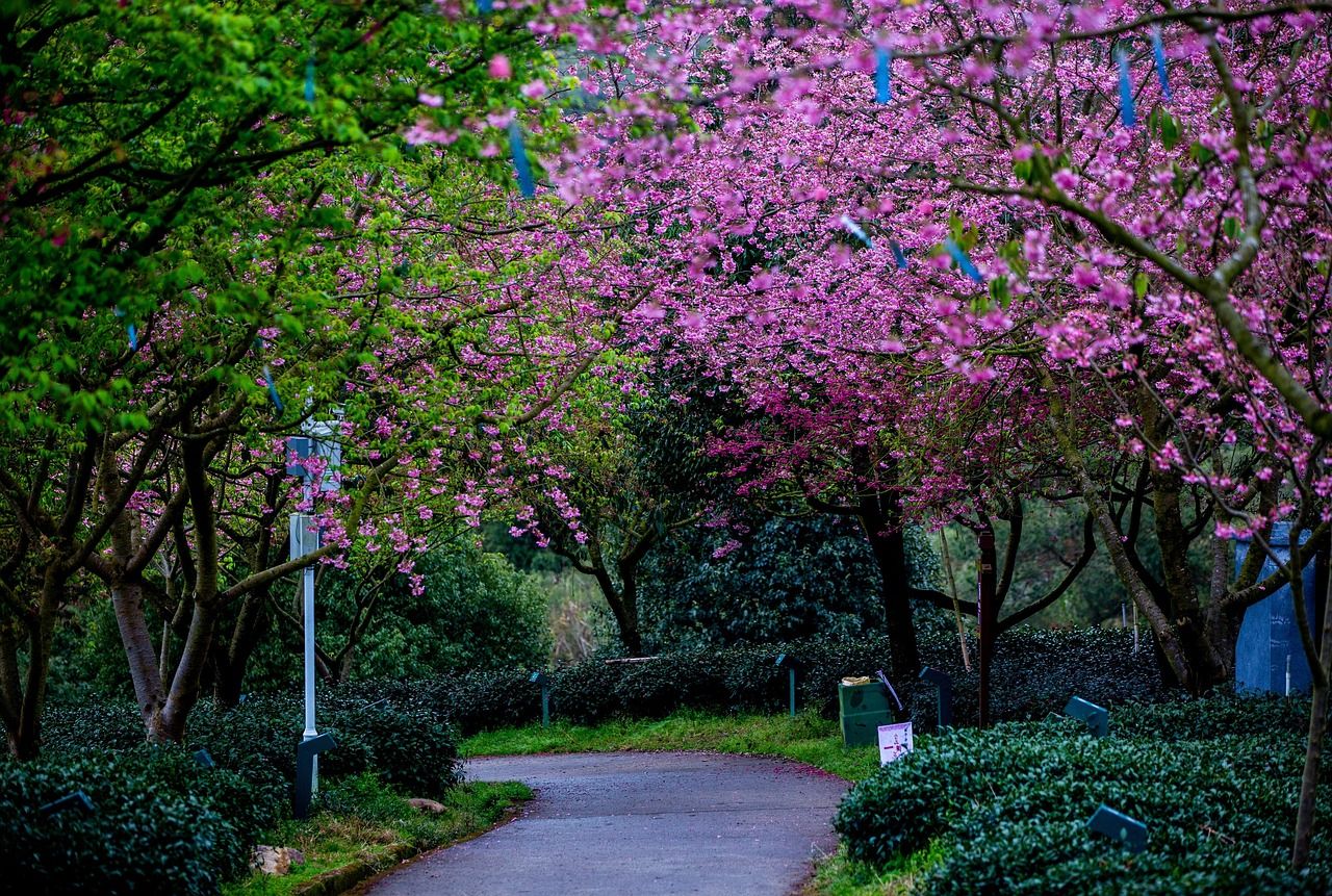 1280x861 Sakura Park Nature