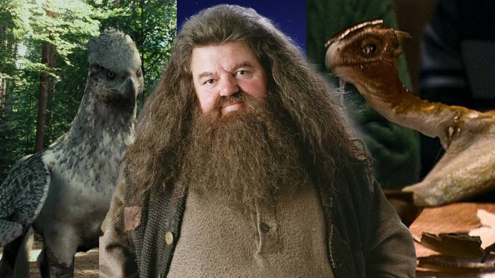 1600x900 Harry Potter: How Did Hagrid Get All His Pets?