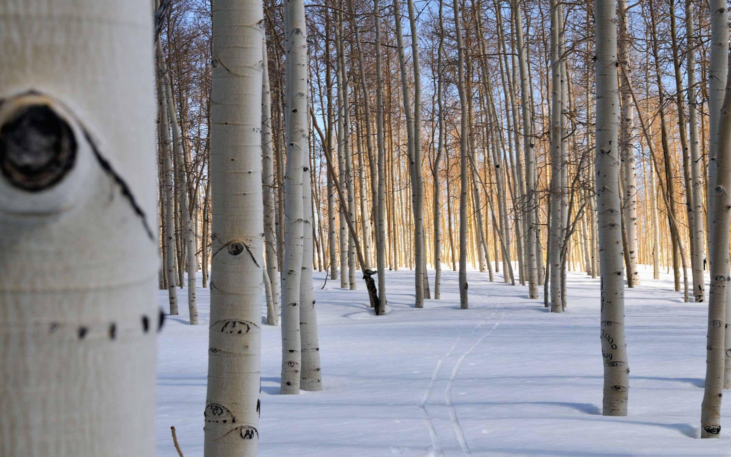 2560x1600 Fairview Canyon Cross Country Skiing Mac Wallpaper Download