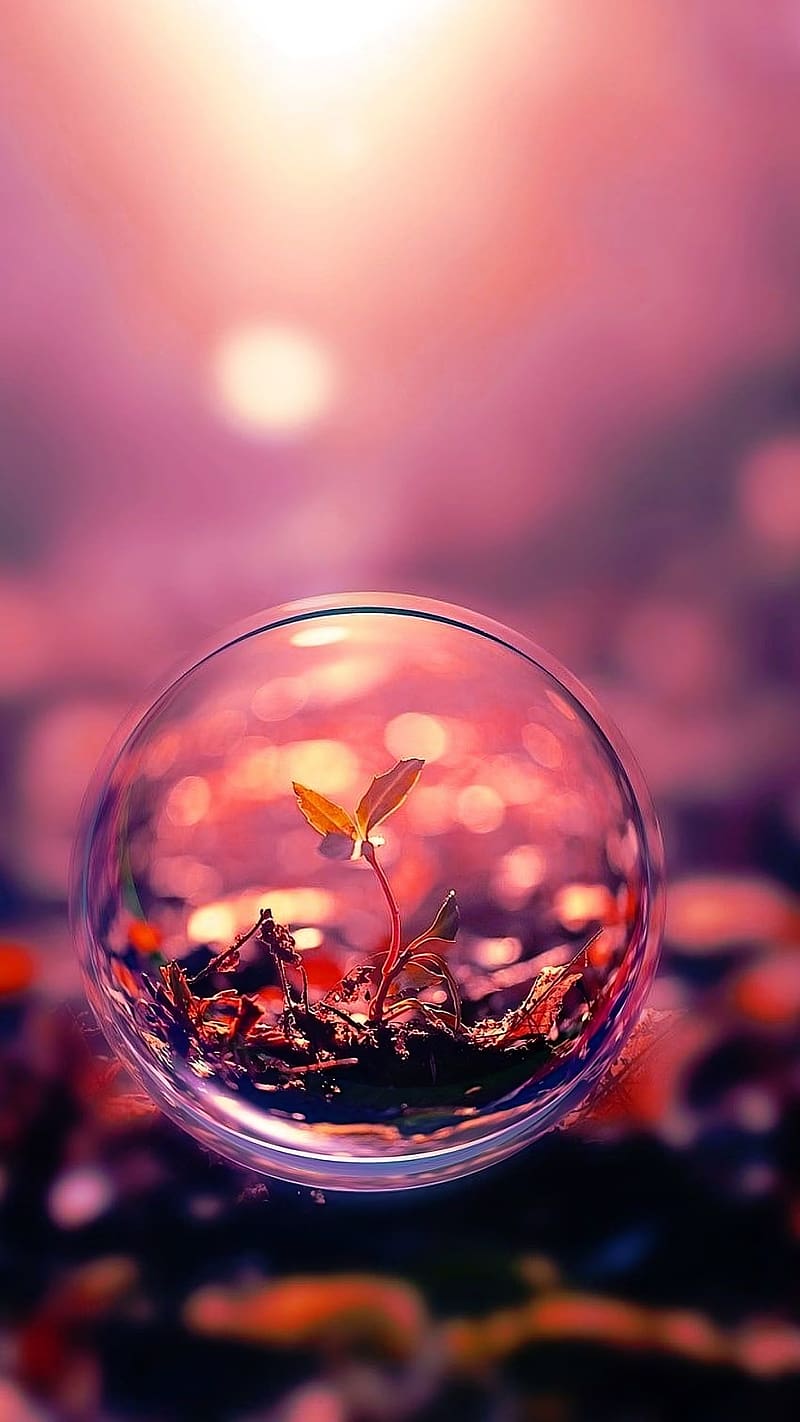 800x1422 New Whatsapp Dp, plant, whats app dp, HD phone wallpaper