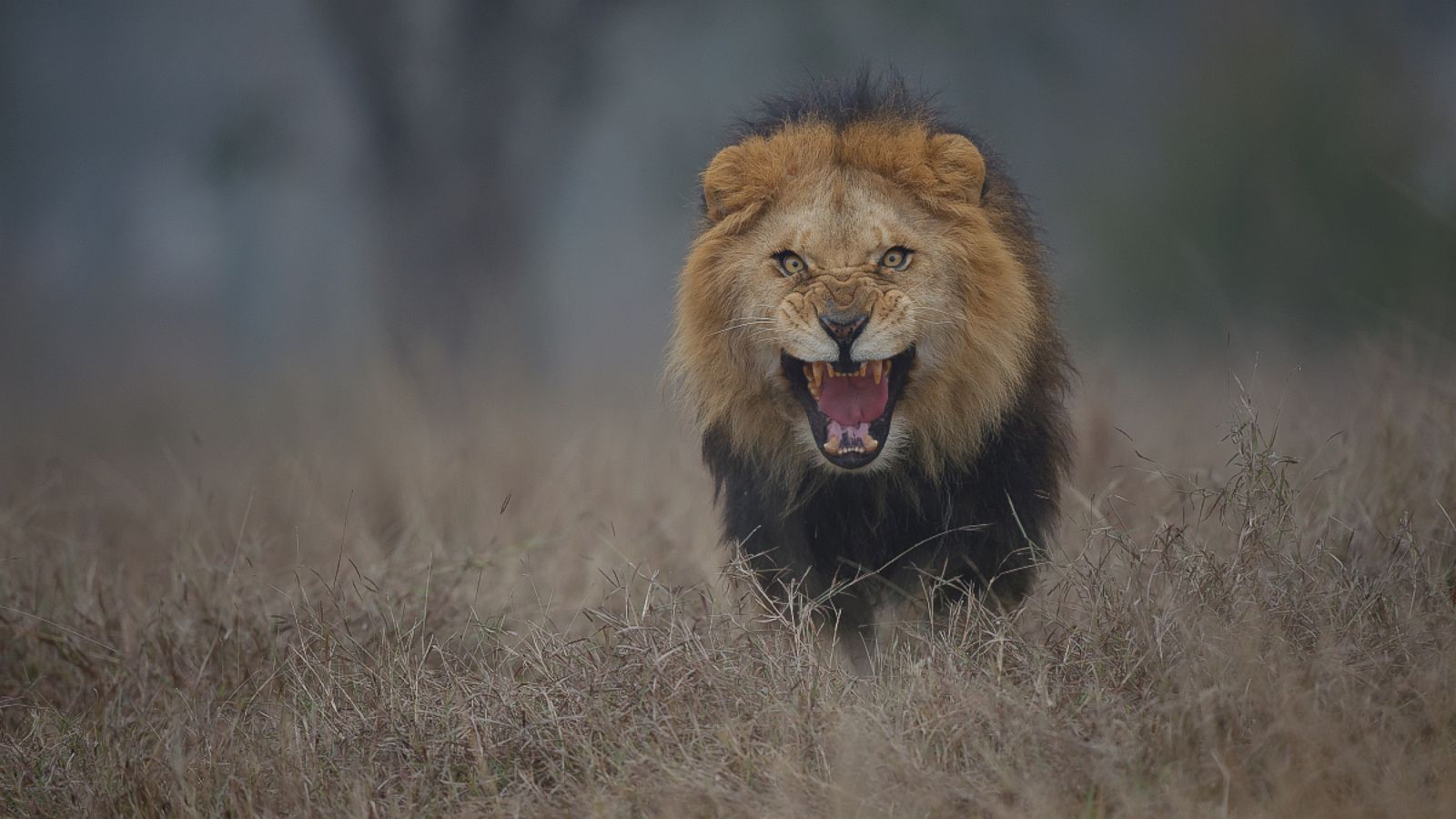 1600x900 Lion Attack Wallpaper