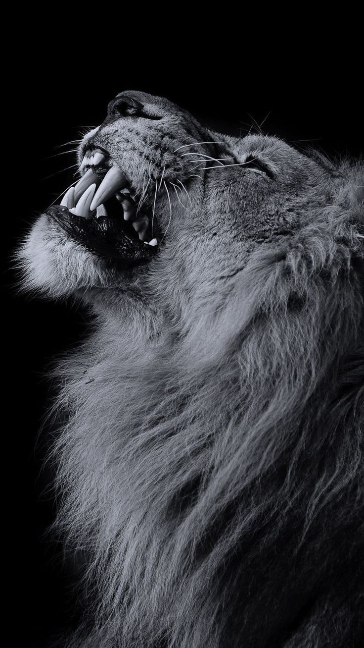 736x1308 Lion VS Elephant Real Fight Lion Rescued a Buffalo From a Lion Attack