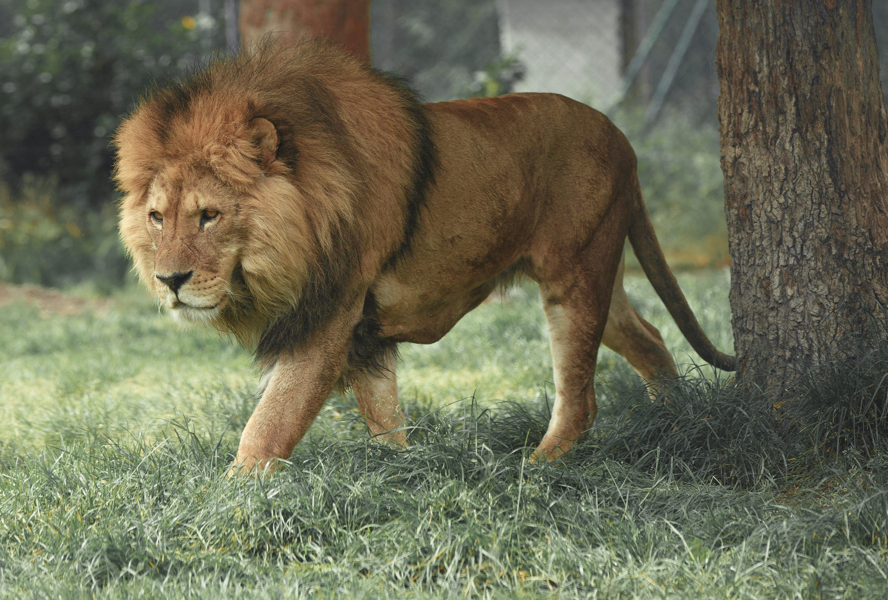 3000x2027 Lion Attack Picture. Download Free Image