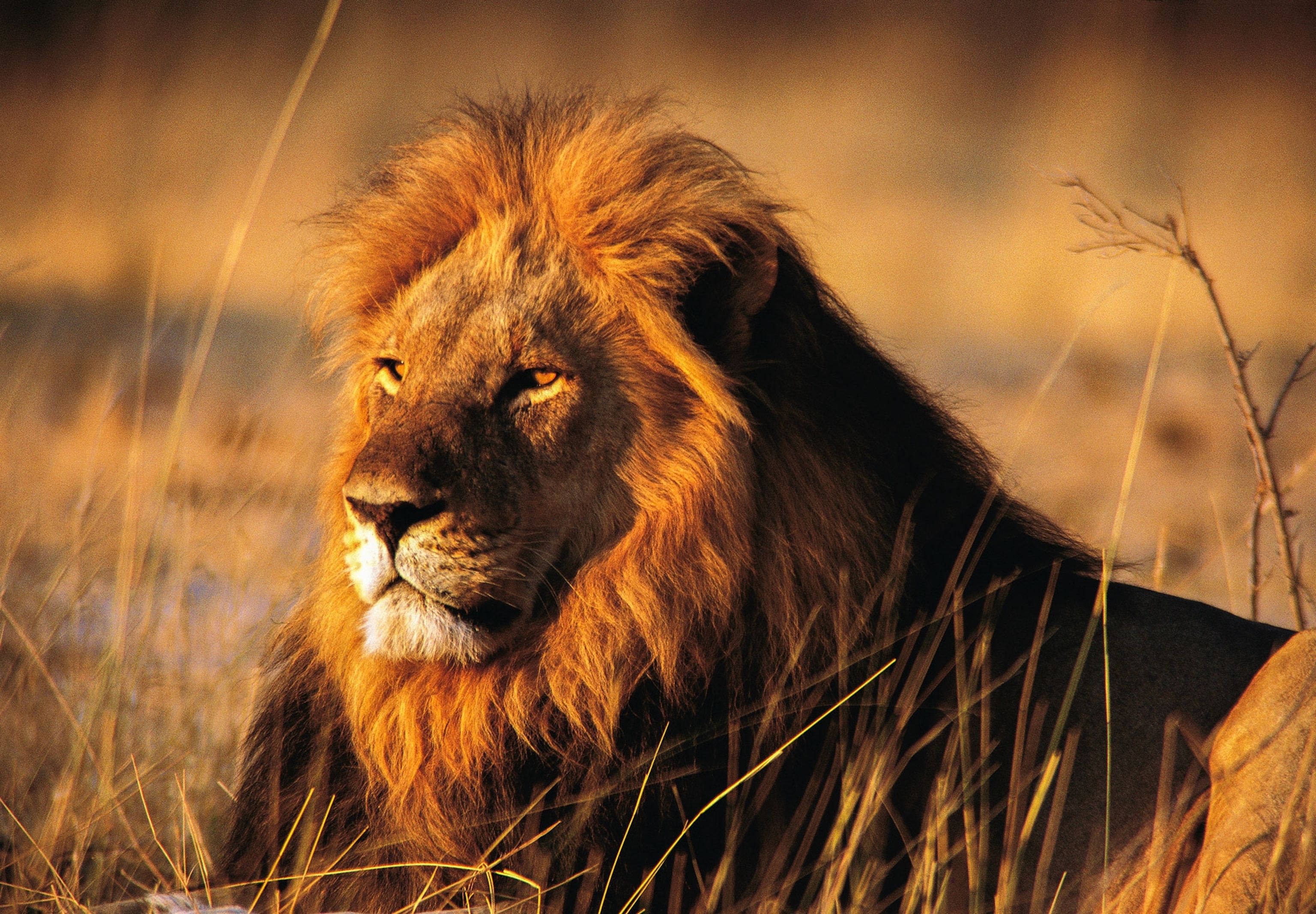 3072x2135 Tour Guide Killed in Lion Attack Did Everything Right
