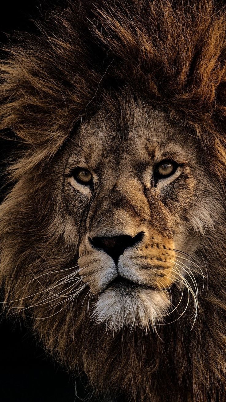 736x1308 Lion VS Elephant Real Fight Lion Rescued a Buffalo From a Lion Attack
