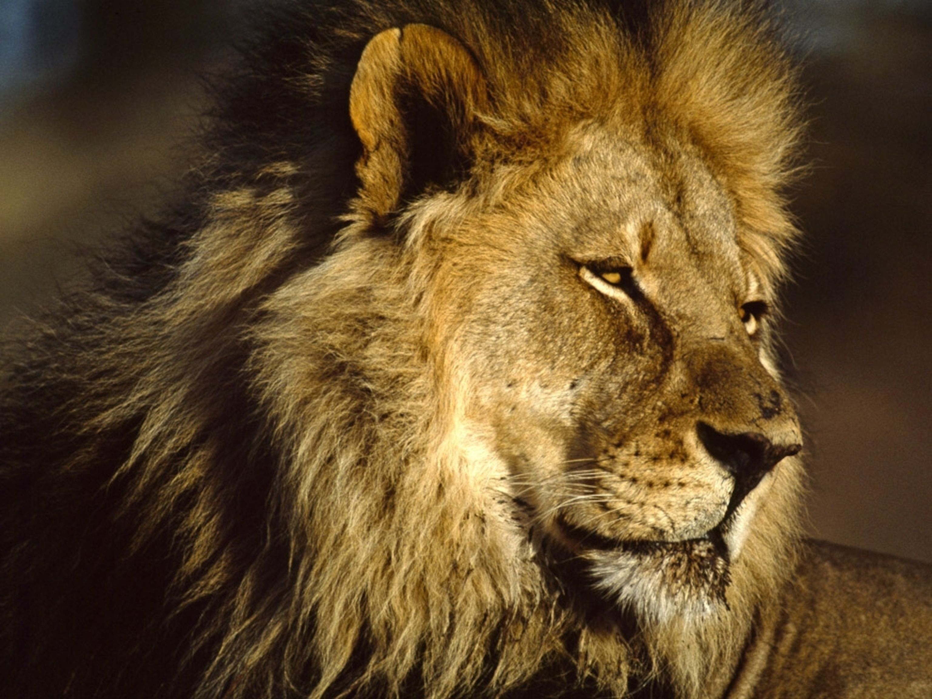 3072x2306 Lion Picture Cat Wallpaper