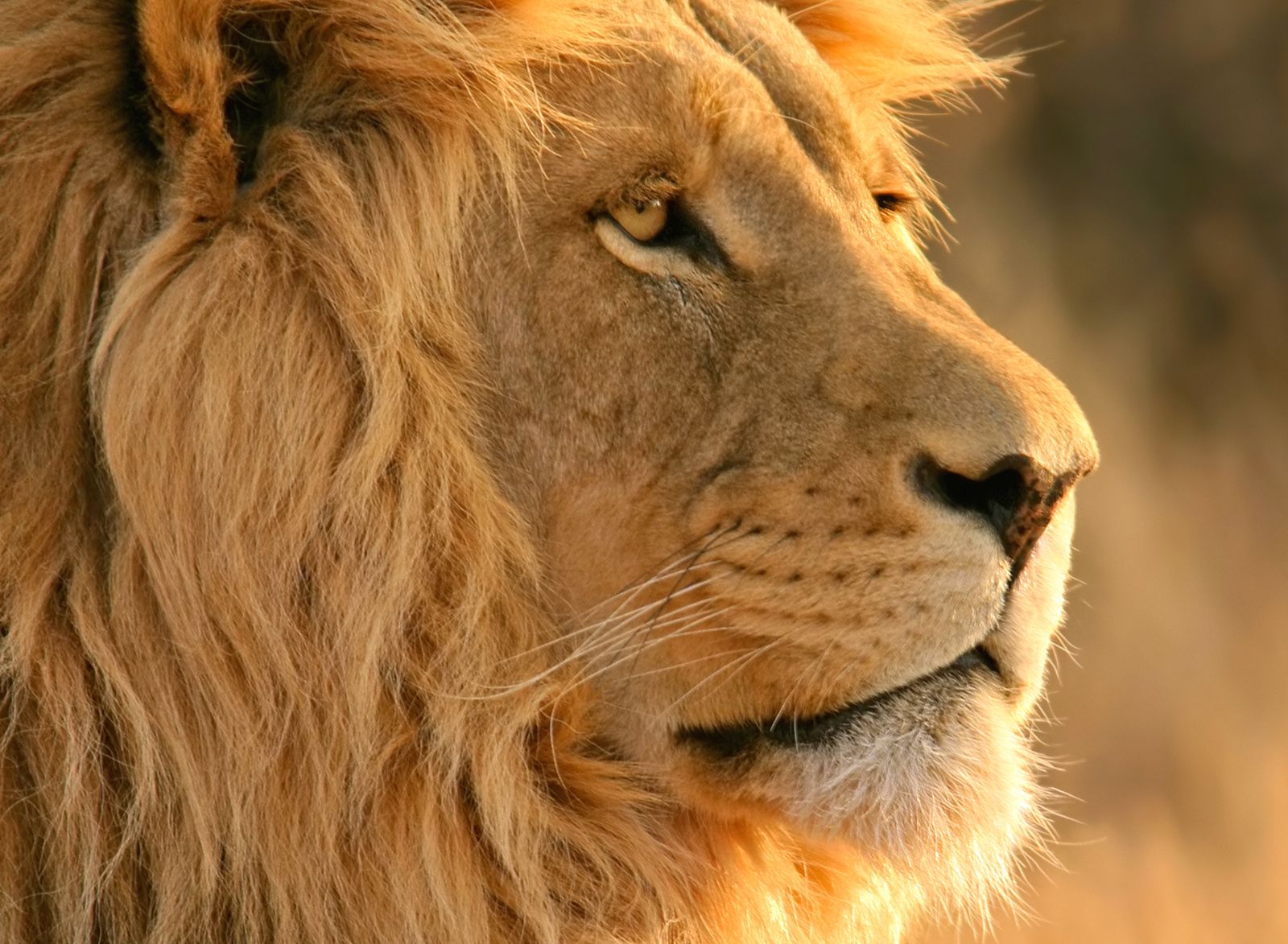 1600x1173 Deadly lion attack confounds Dallas Zoo officials