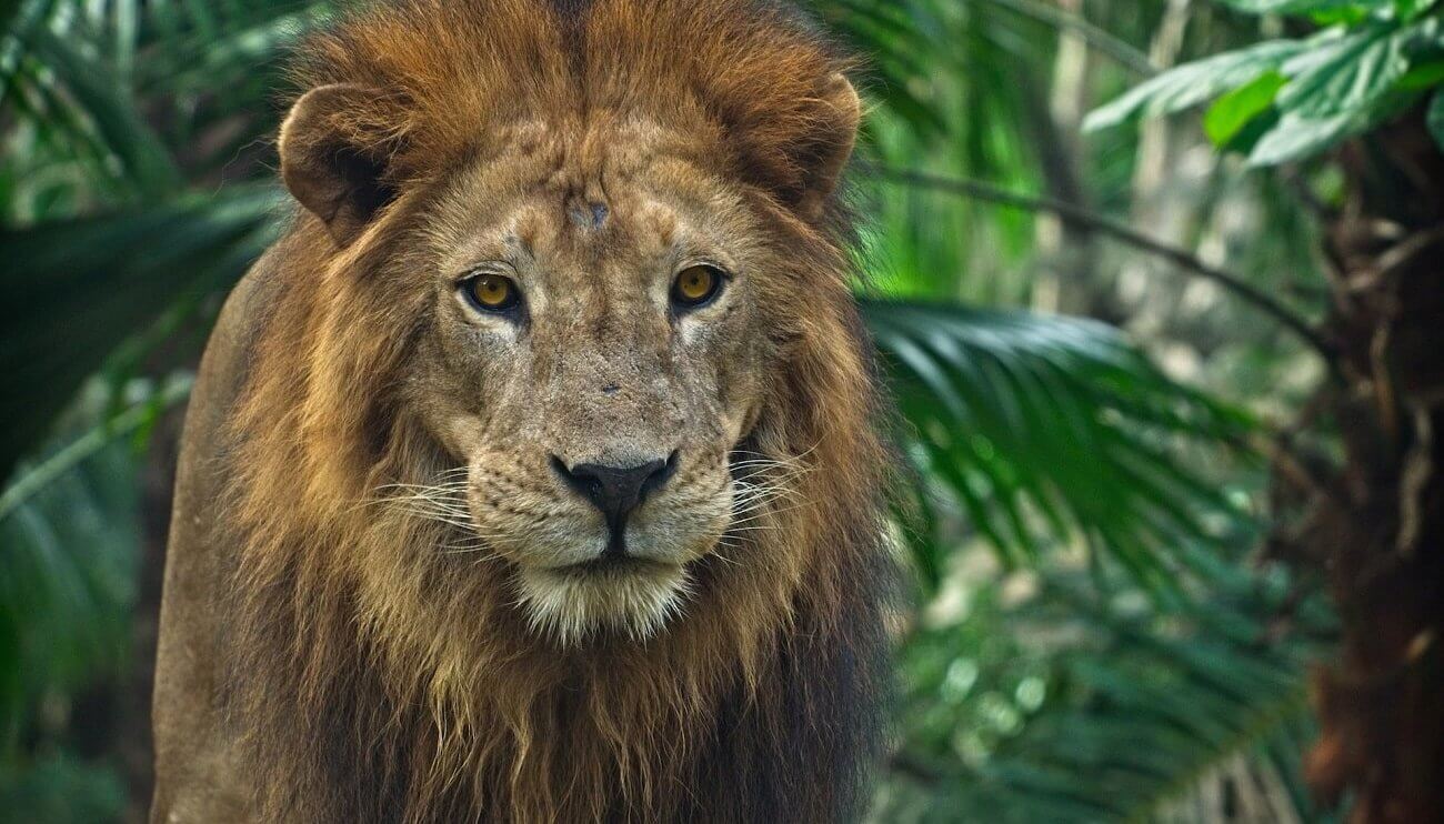 1300x742 How To Survive a Lion Attack at Work