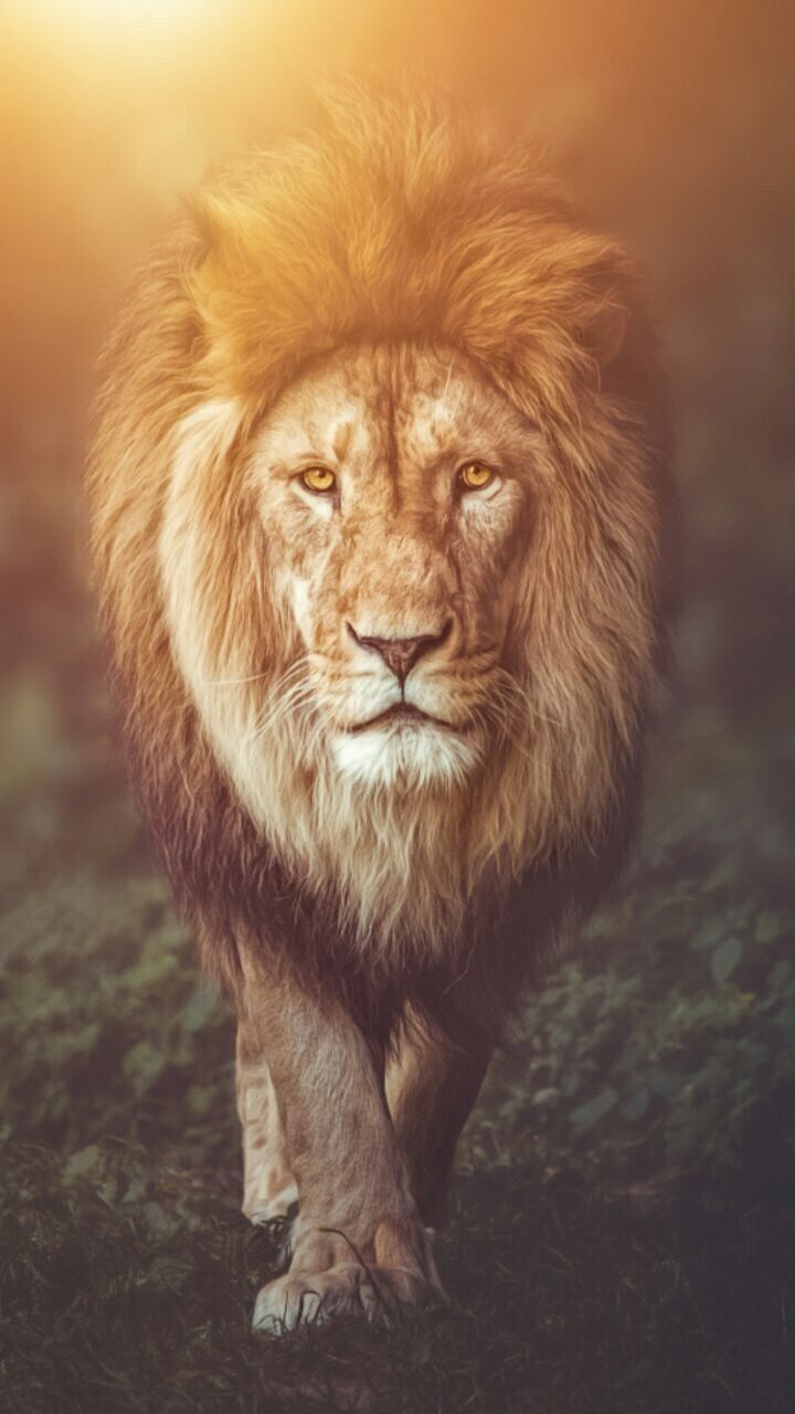 720x1280 Do lions like humans?