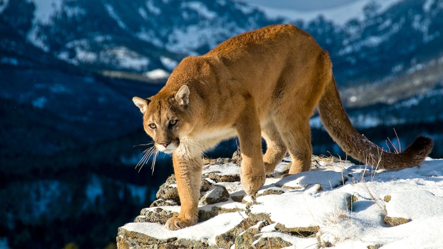 1500x844 Deadly Encounter: Mountain Lion Attacks Spark Controversy