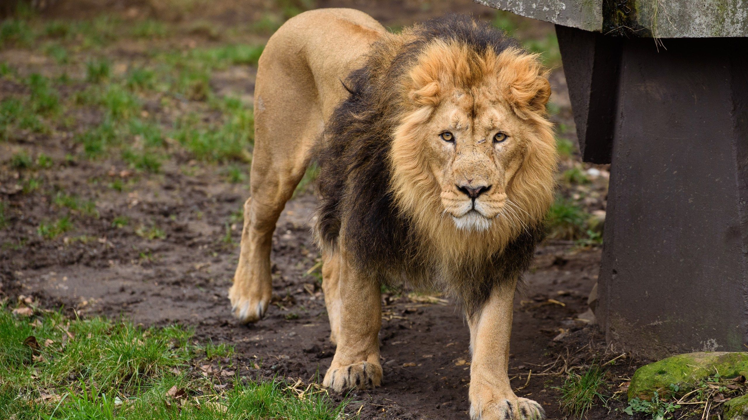 2560x1440 22 Year Old Intern Killed In NC Lion Attack Had 'passion' For Animals, Official Says