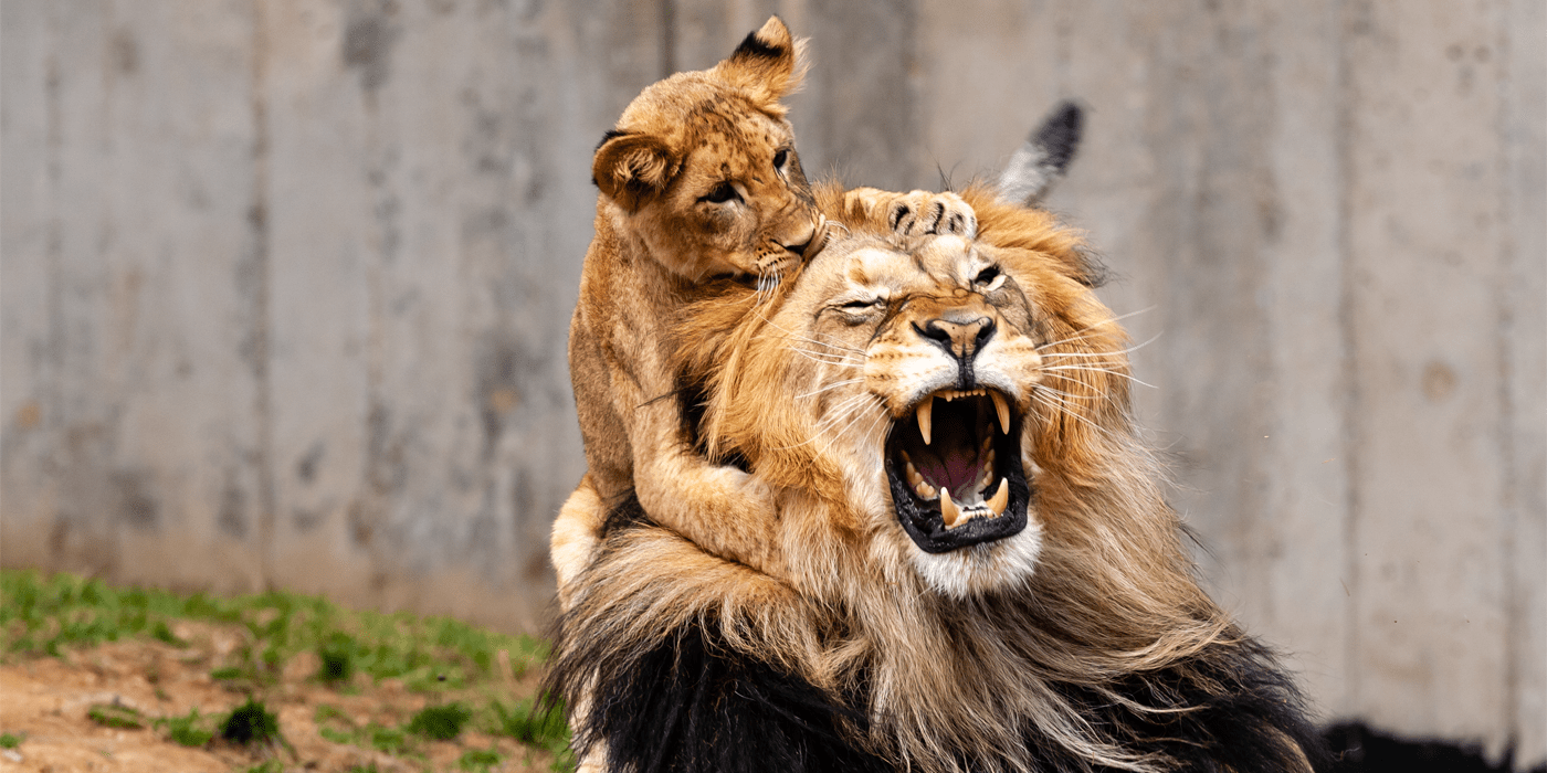 1400x700 Do Lions Actually Purr? And Other Questions, Answered. Smithsonian's National Zoo and Conservation Biology Institute