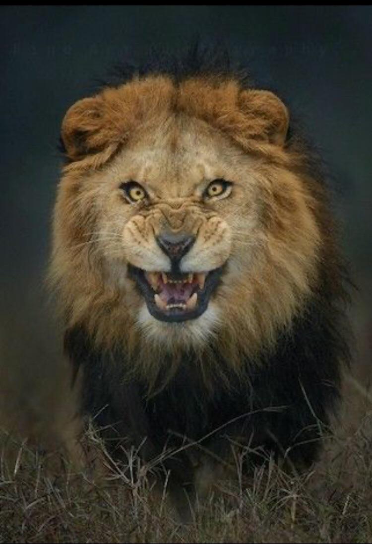 750x1096 This angry looking lion