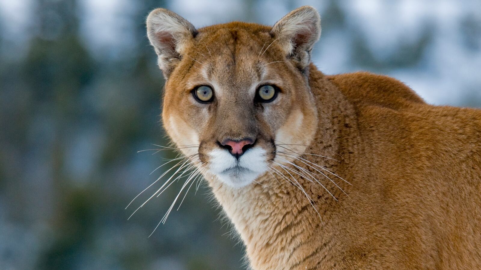 1600x900 Woman Found Dead in Suspected Mountain Lion Attack on Scenic Hiking Trail