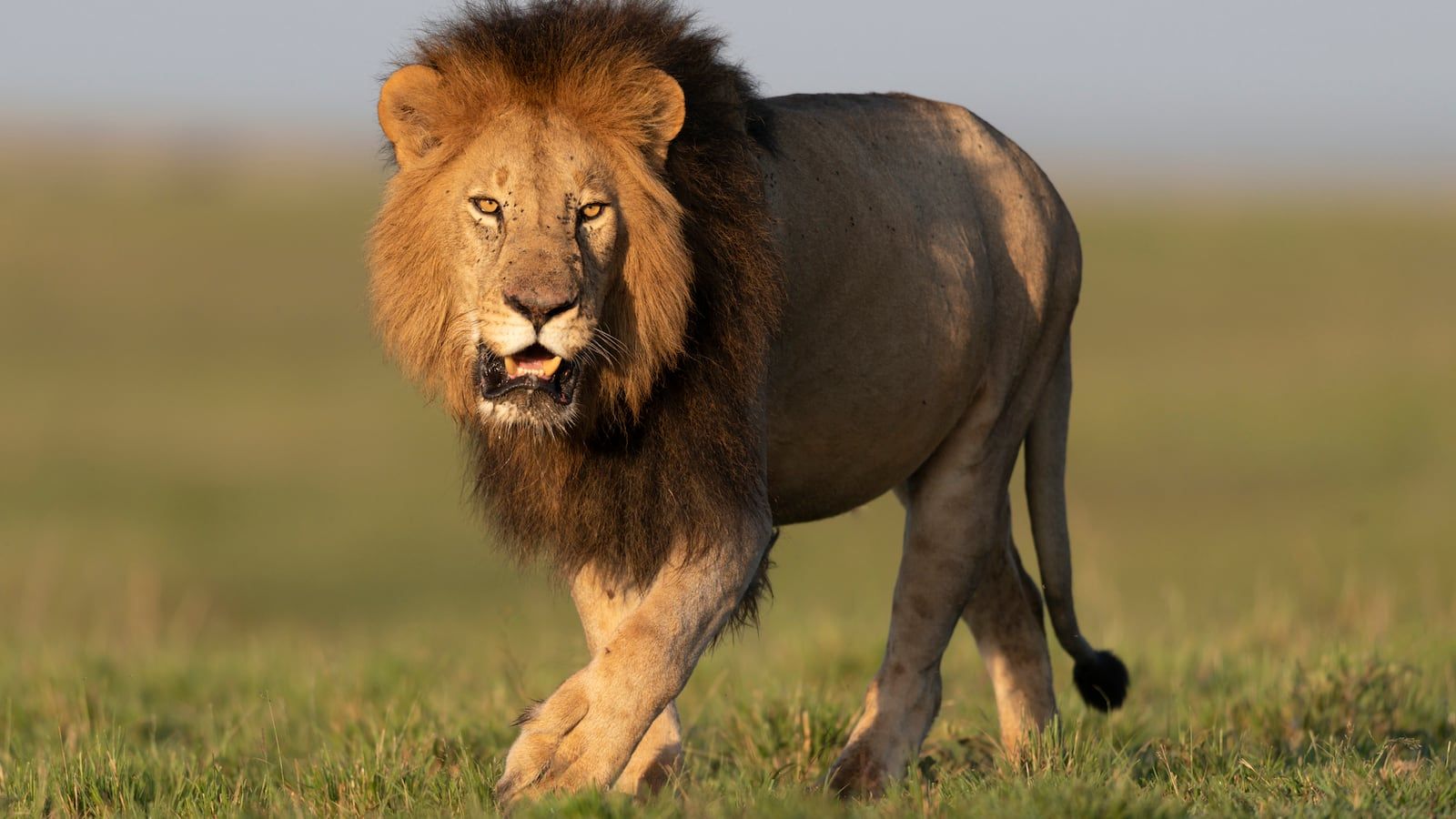1600x900 Fatal Lion Attack on University Zookeeper Blamed on 'Human Error'