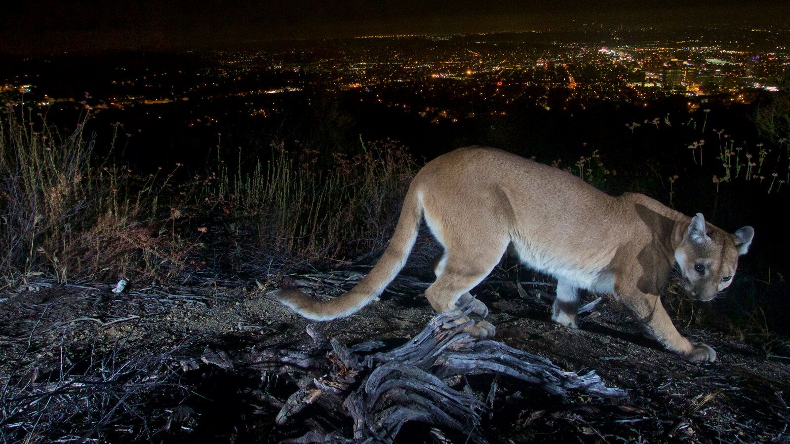 1600x900 Mountain Lion Attack Leaves Man Dead and Brother Injured in California