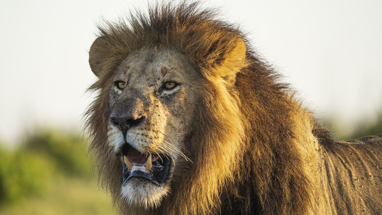 1600x900 What Do Lions Eat in the Wild?