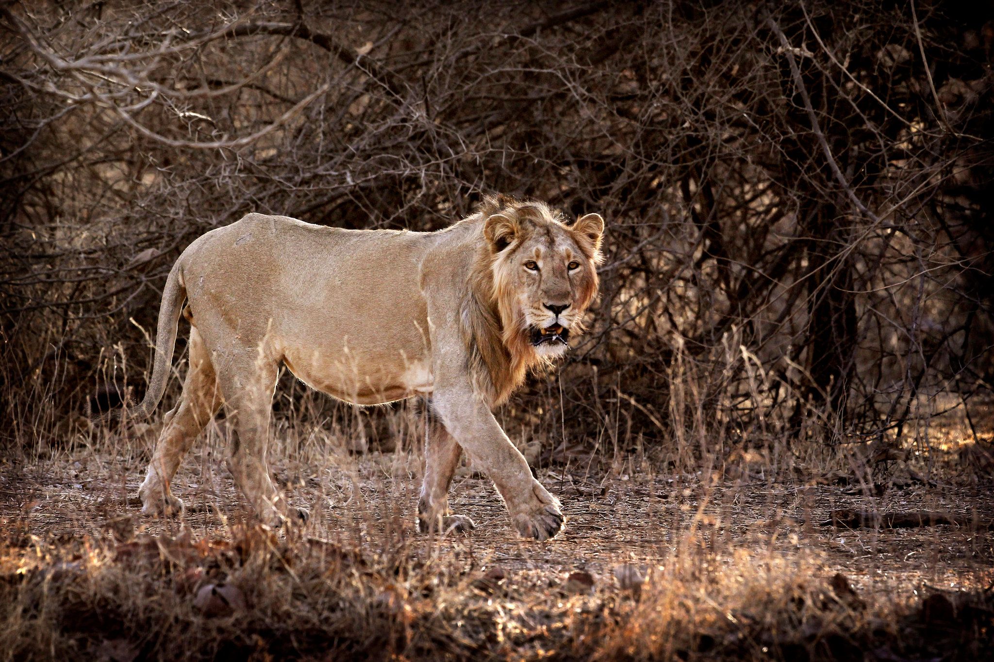 2048x1365 India Sentences Man Eating Lion To Life
