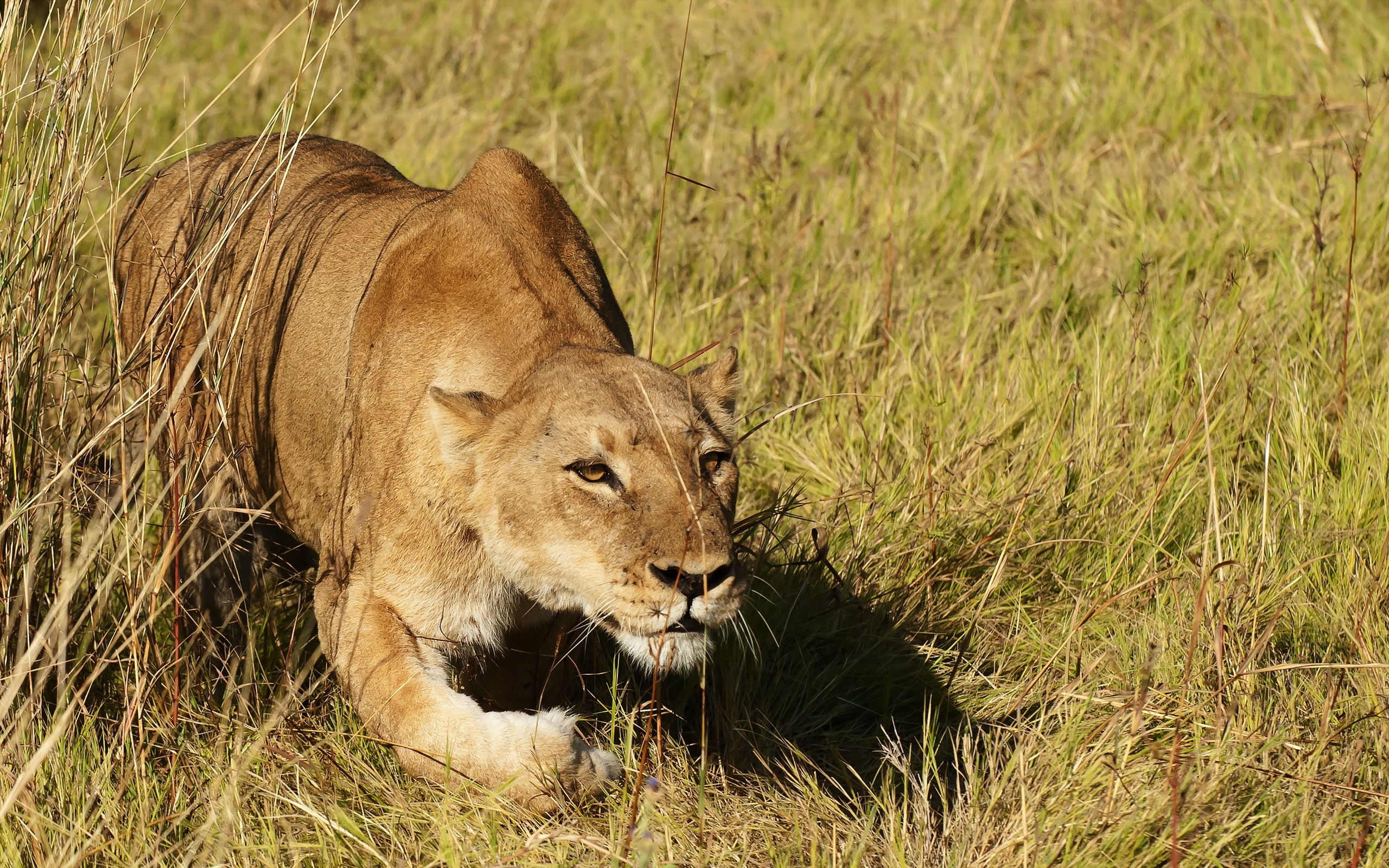 2560x1600 Majestic Lioness Stalking: HD Wildlife Wallpaperx1600