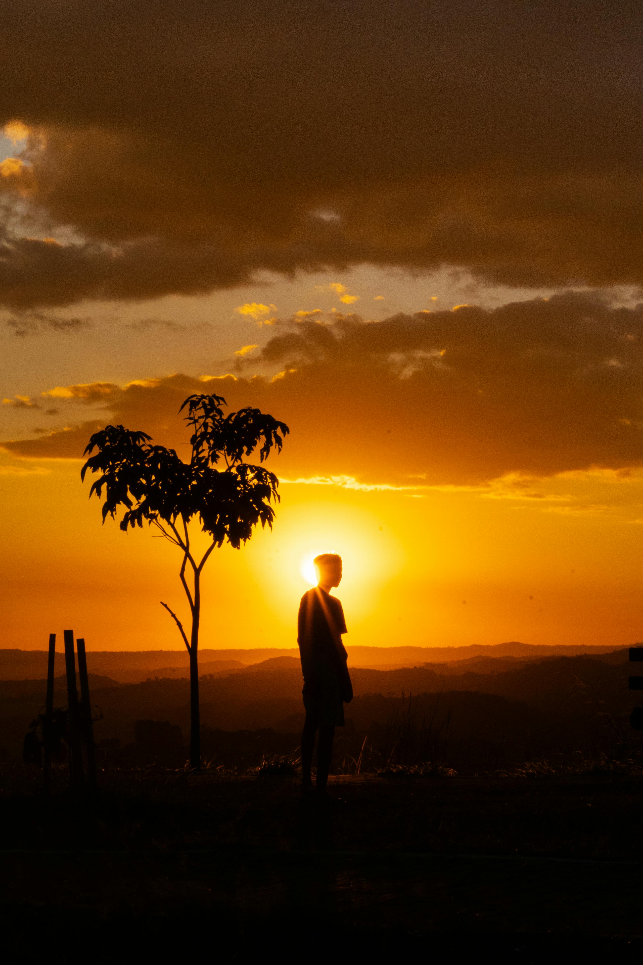 2586x3879 Silhouette of Person Standing near Tree at Sunset · Free