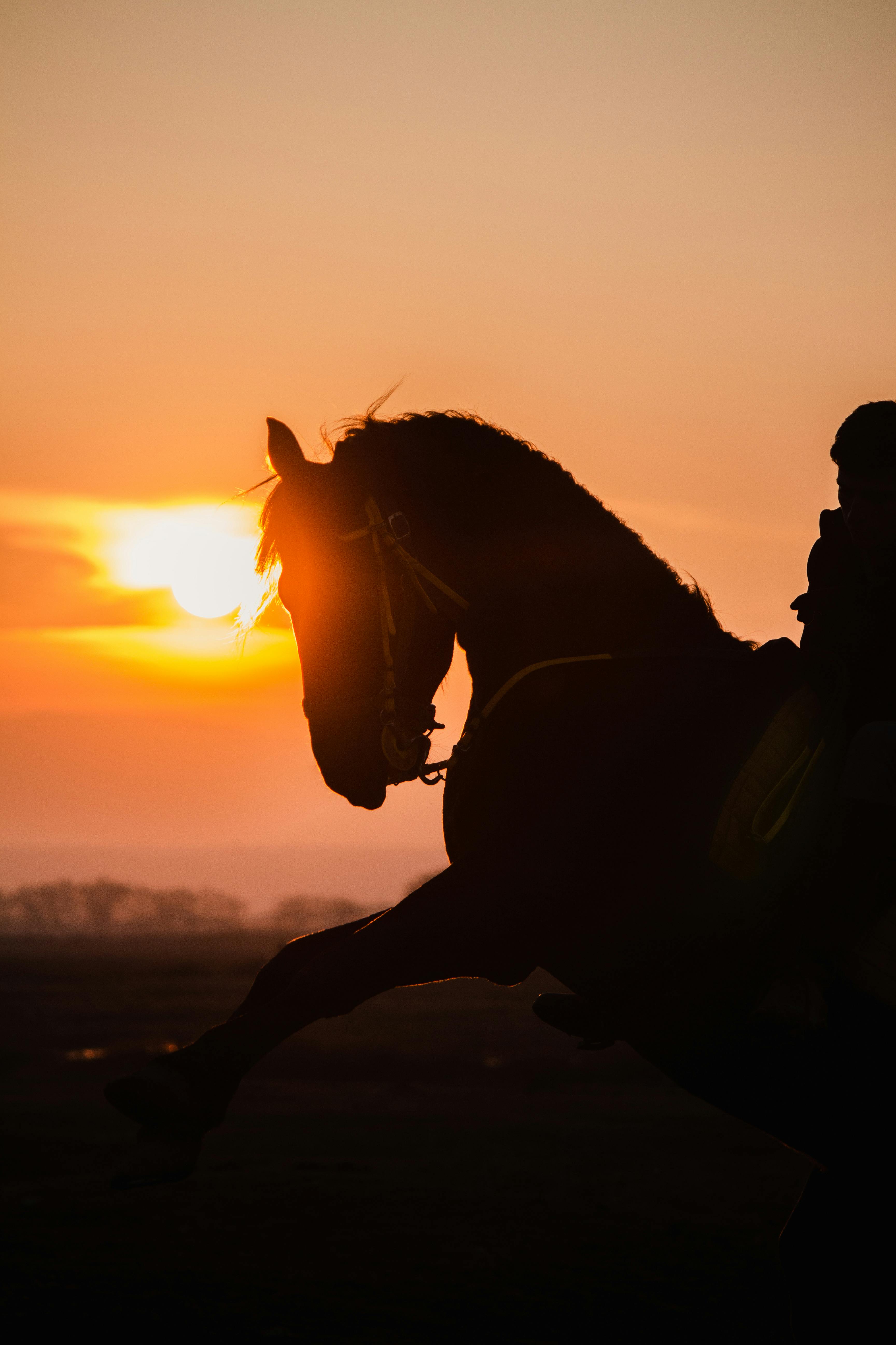 3456x5184 A Silhouette of a Horse during the Golden Hour · Free
