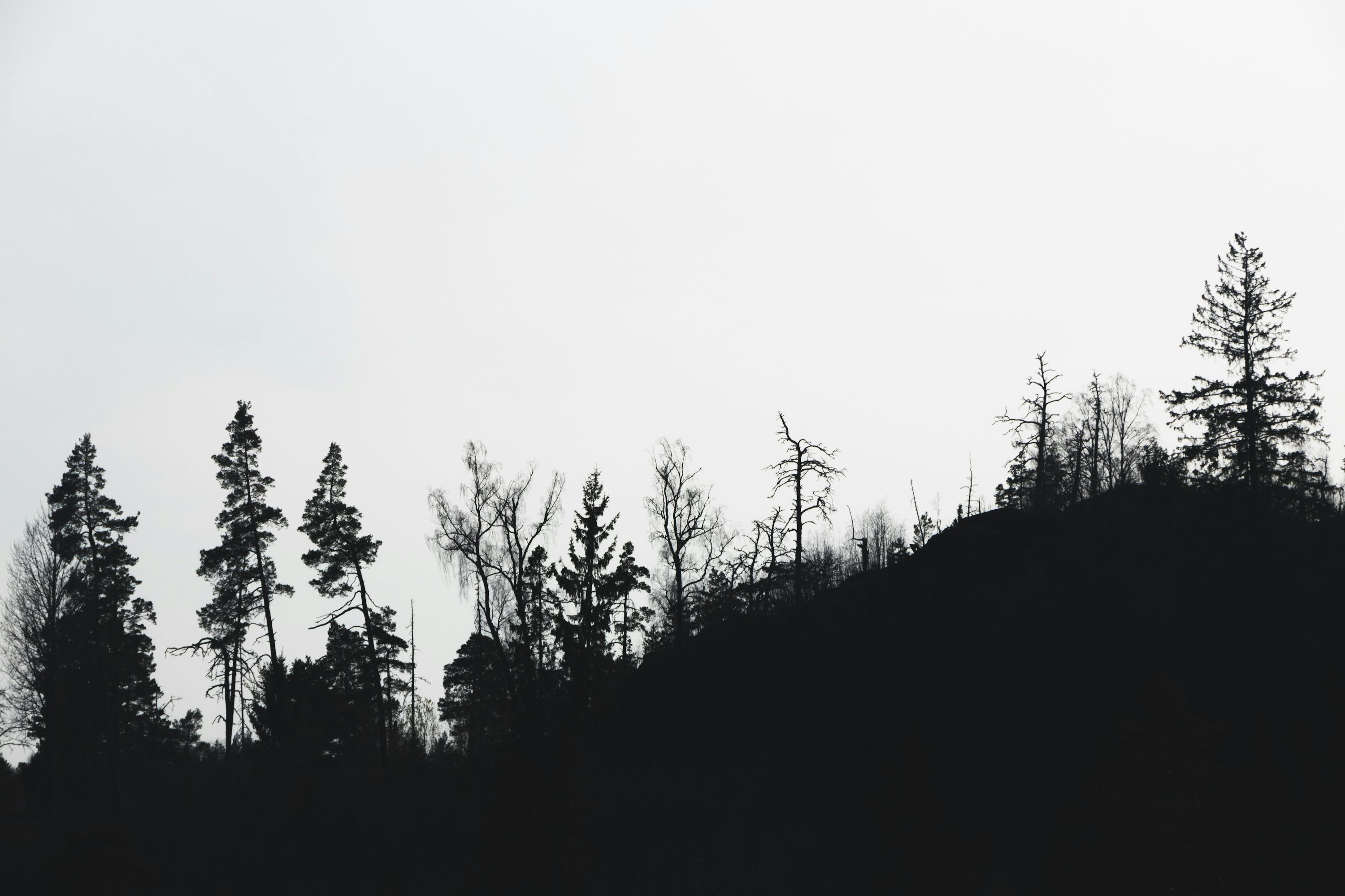 3000x2000 Forest Silhouette Picture. Download Free Image