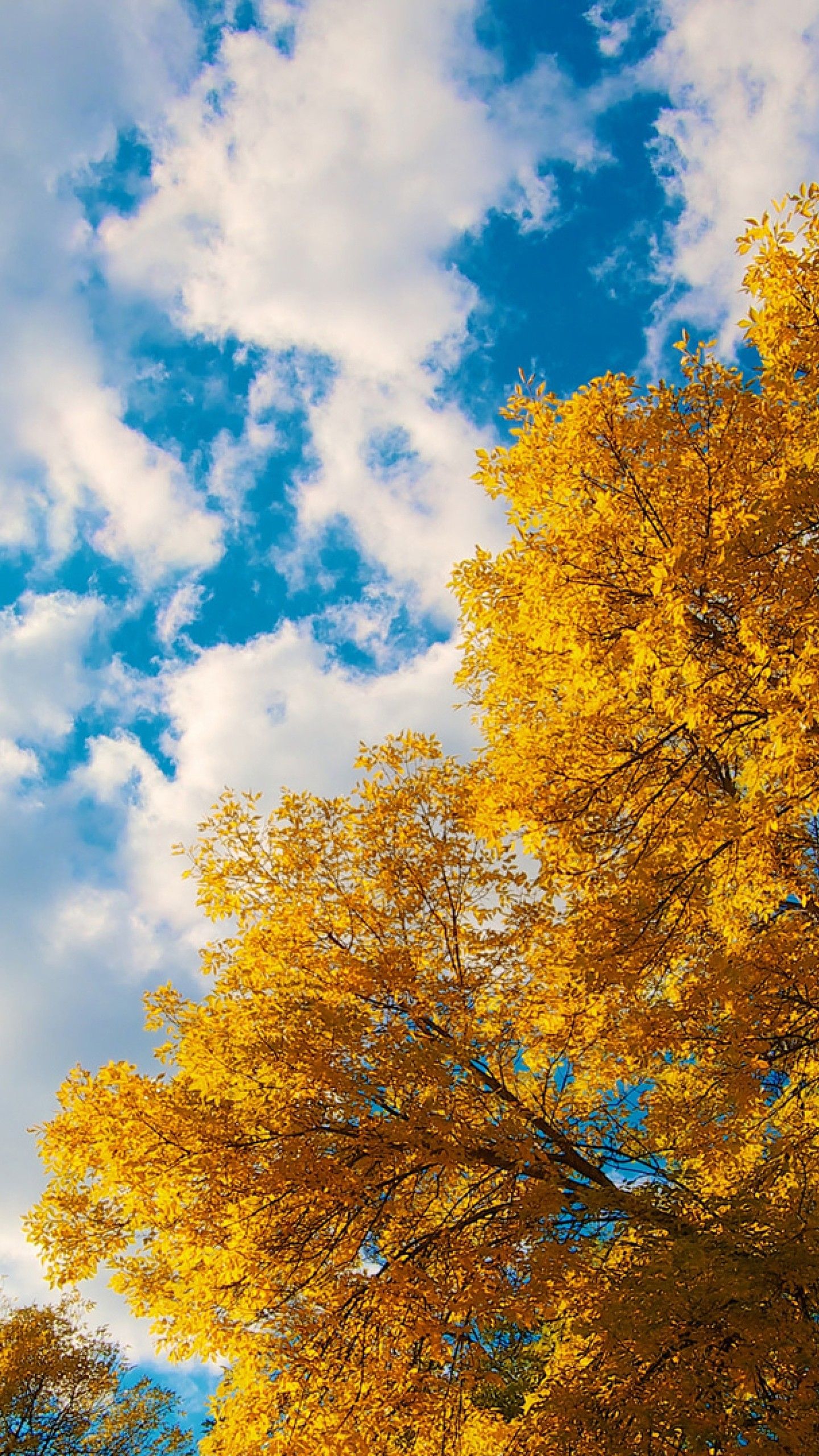 1440x2560 Cloudy Blue Sky Above Yellow Autumn Trees During Daytime 4K HD Nature Wallpaper
