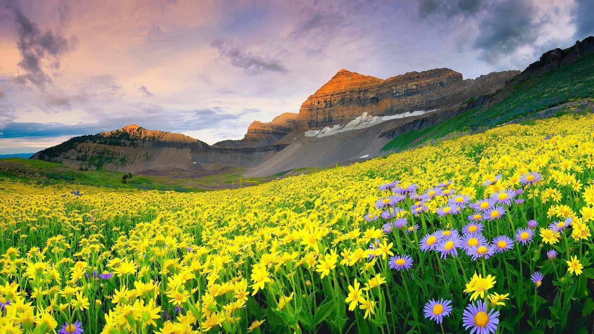 1920x1080 Landscape View Of Yellow Covered Mountains Under White Cloudy Sky And Closeup View Of Yellow Flowers Field HD Nature Wallpaper