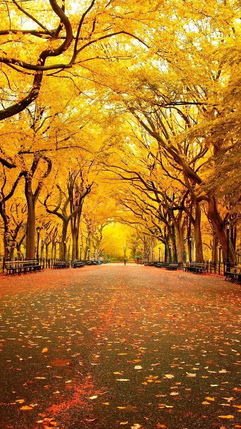 800x1422 Best Scenery, Yellow Leaves, yellow, leaves, trees, autumn, season, nature, HD phone wallpaper
