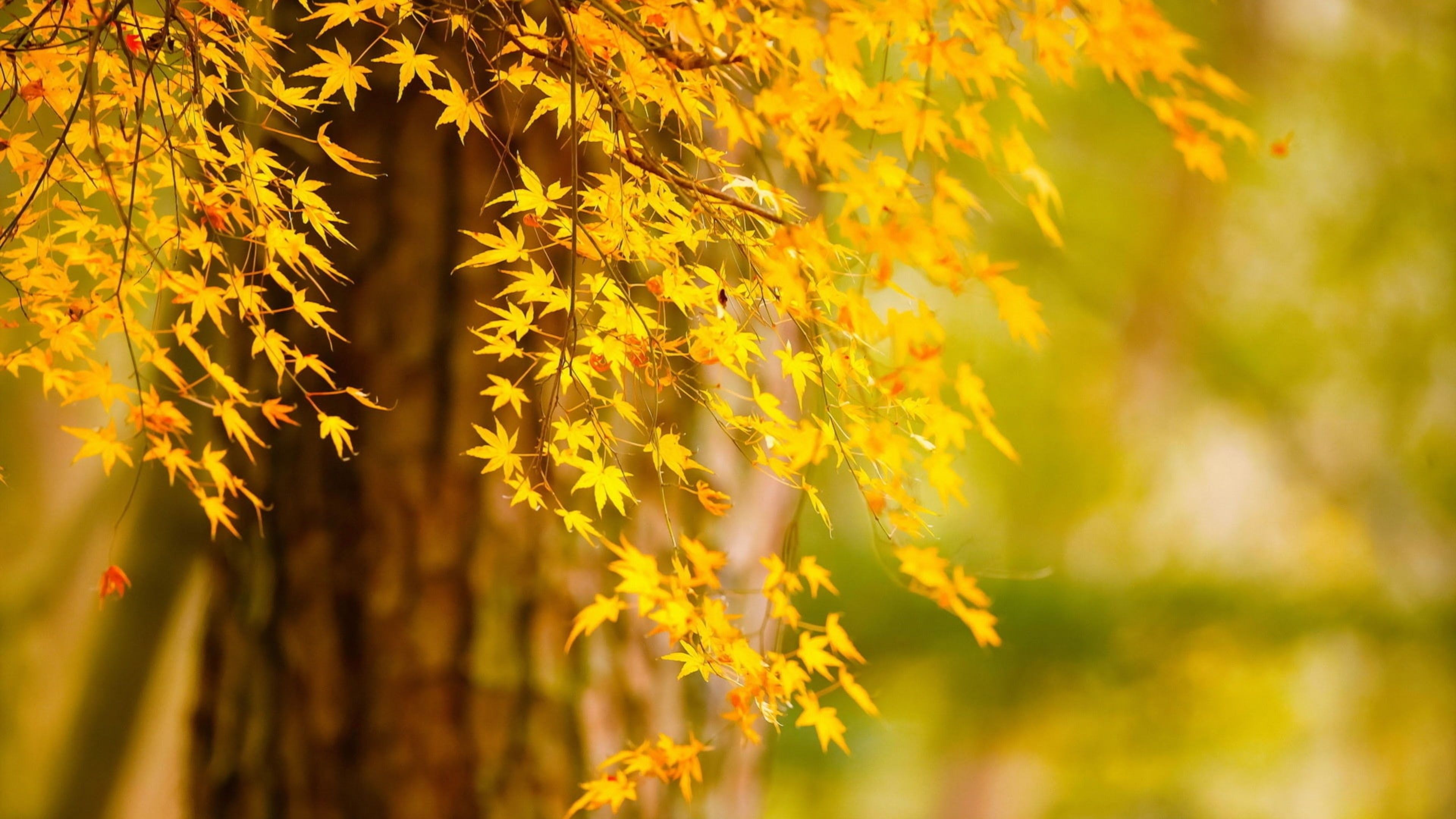 3840x2160 Autumn Tree Yellow Leaves In Blur Green Background 4K HD Nature Wallpaper