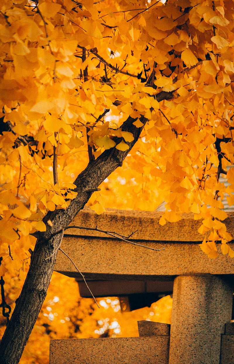800x1247 Tree, yellow, autumn, nature, HD phone wallpaper