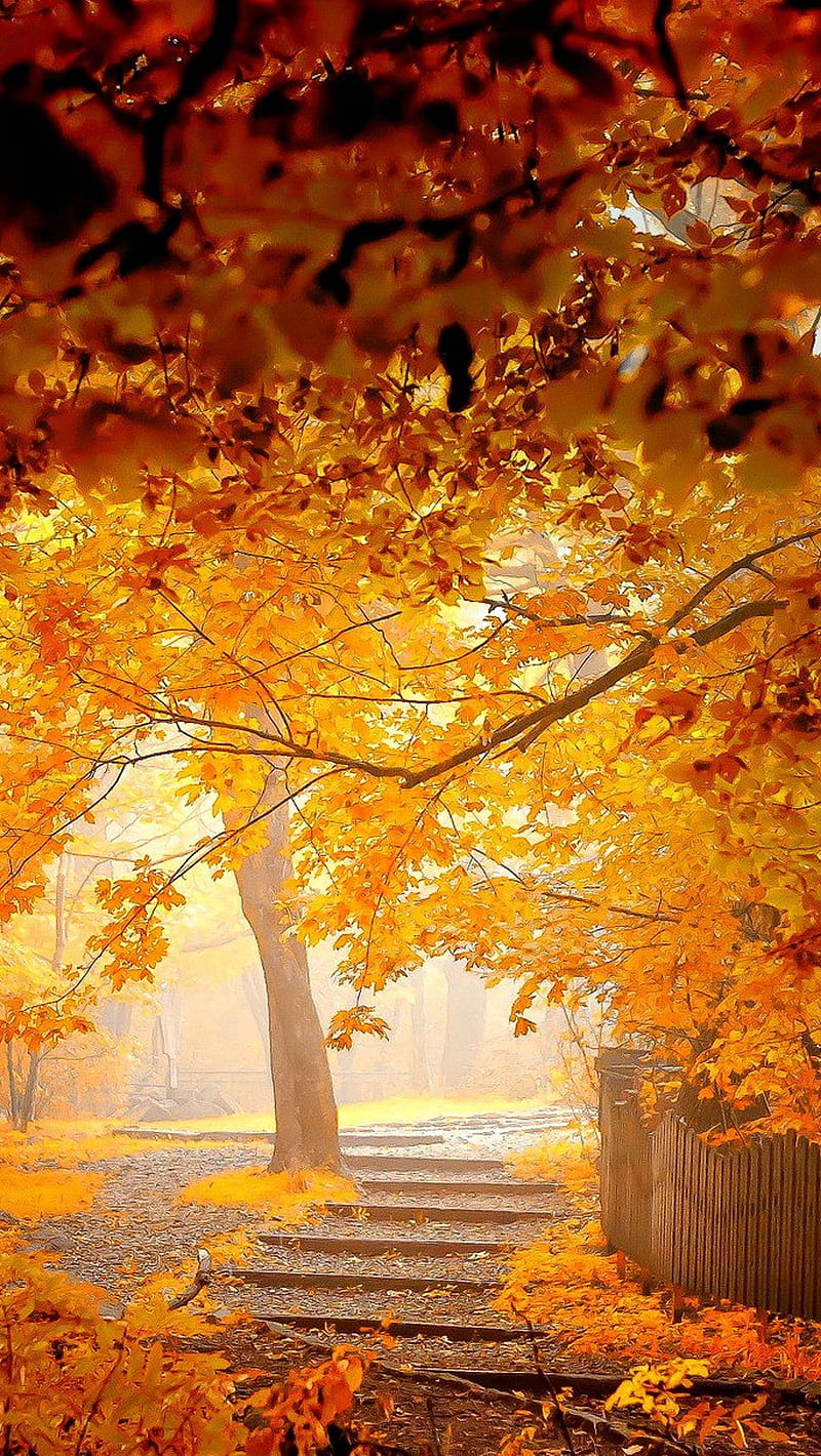800x1420 Garden, nature, yellow, HD phone wallpaper