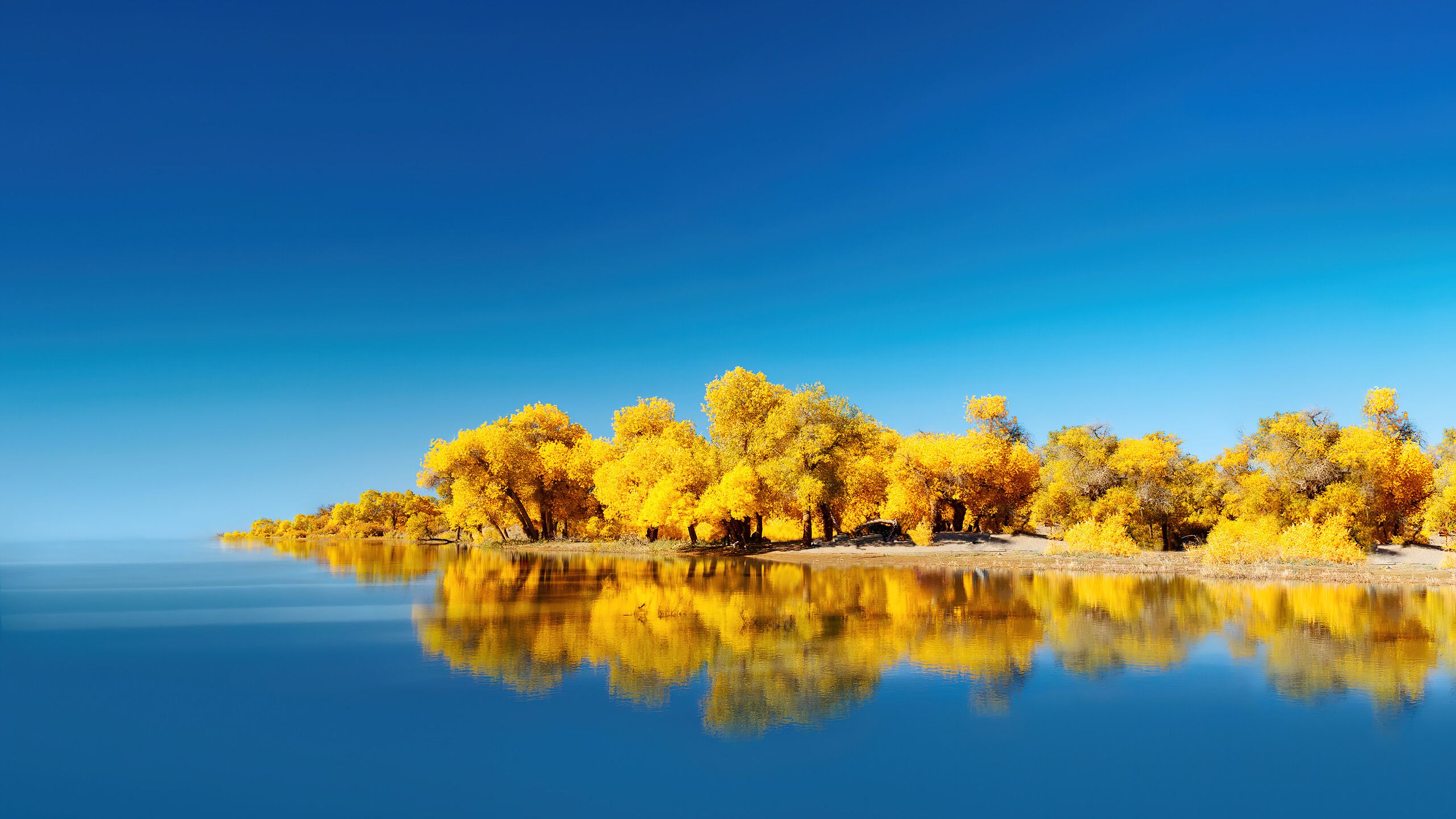 2560x1440 Lake Yellow Tree Scenery Huawei Wallpaper 4K HD PC f
