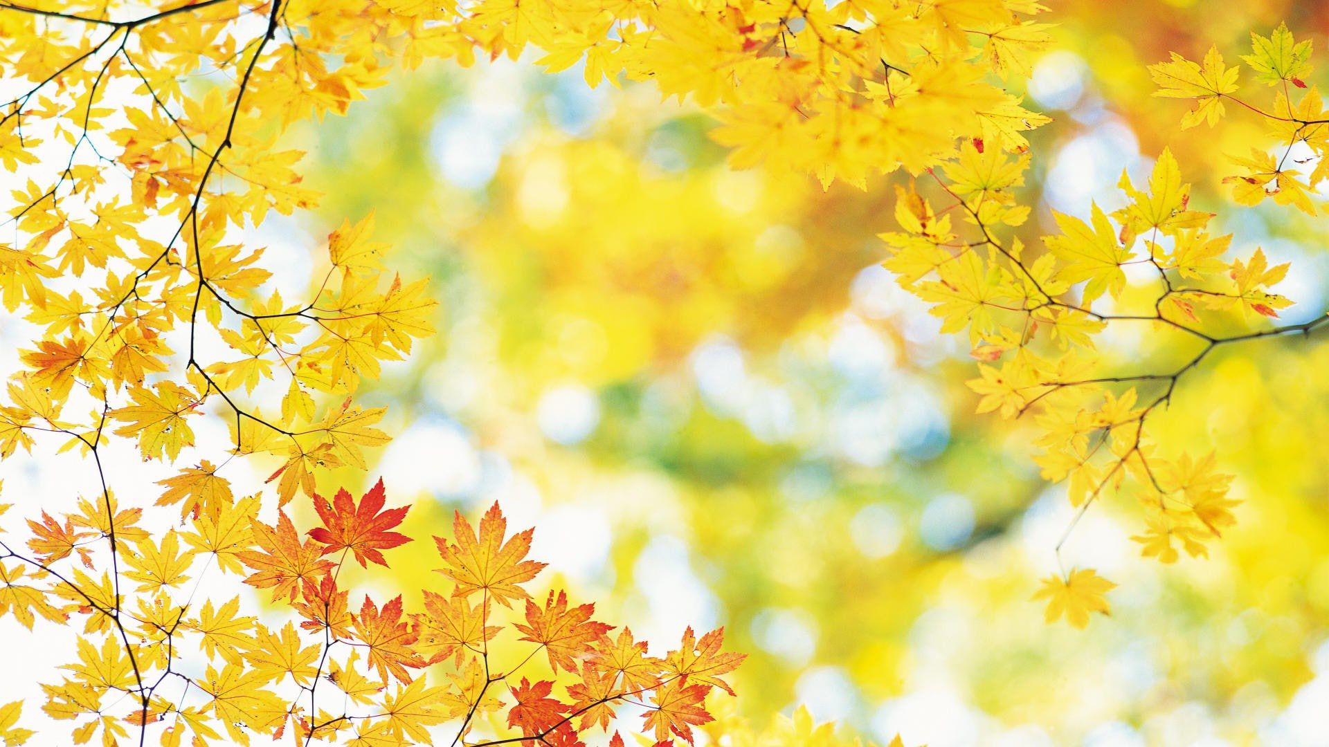 1920x1080 Closeup View Of Yellow Autumn Leafed Tree Branches Blur Bokeh Background HD Scenery Wallpaper