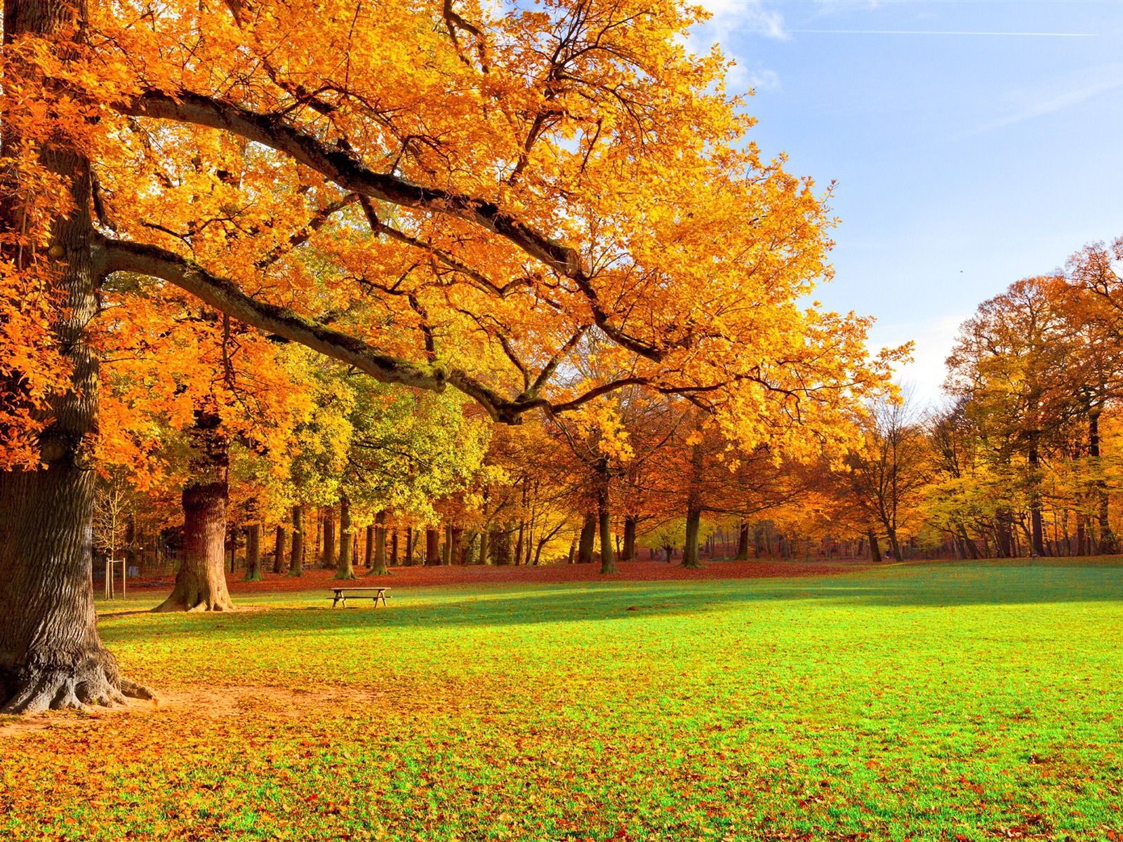 1600x1200 Yellow Trees And Green Grass Nature Scenery Wallpaper