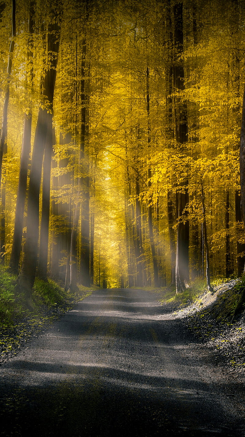 800x1422 Beautiful forest, asphalt, light, nature, road, sun, tree, yellow, HD phone wallpaper