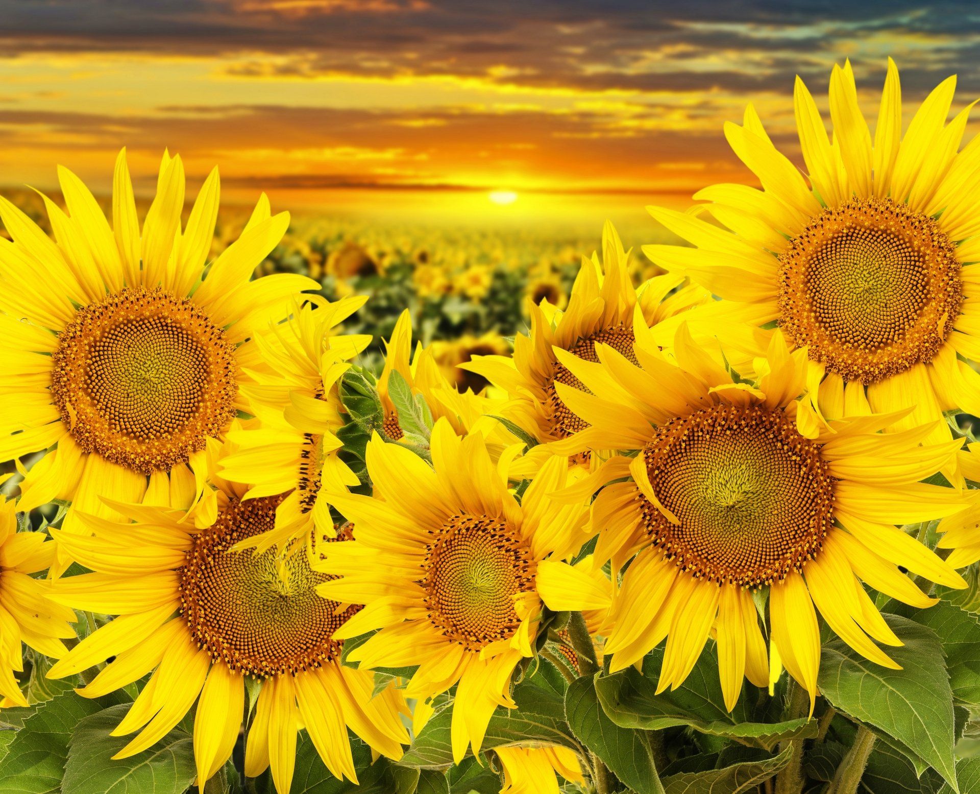 1920x1555 Golden Sunrise Over Summer Sunflower Fields Ultra HD Nature Wallpaperx4860