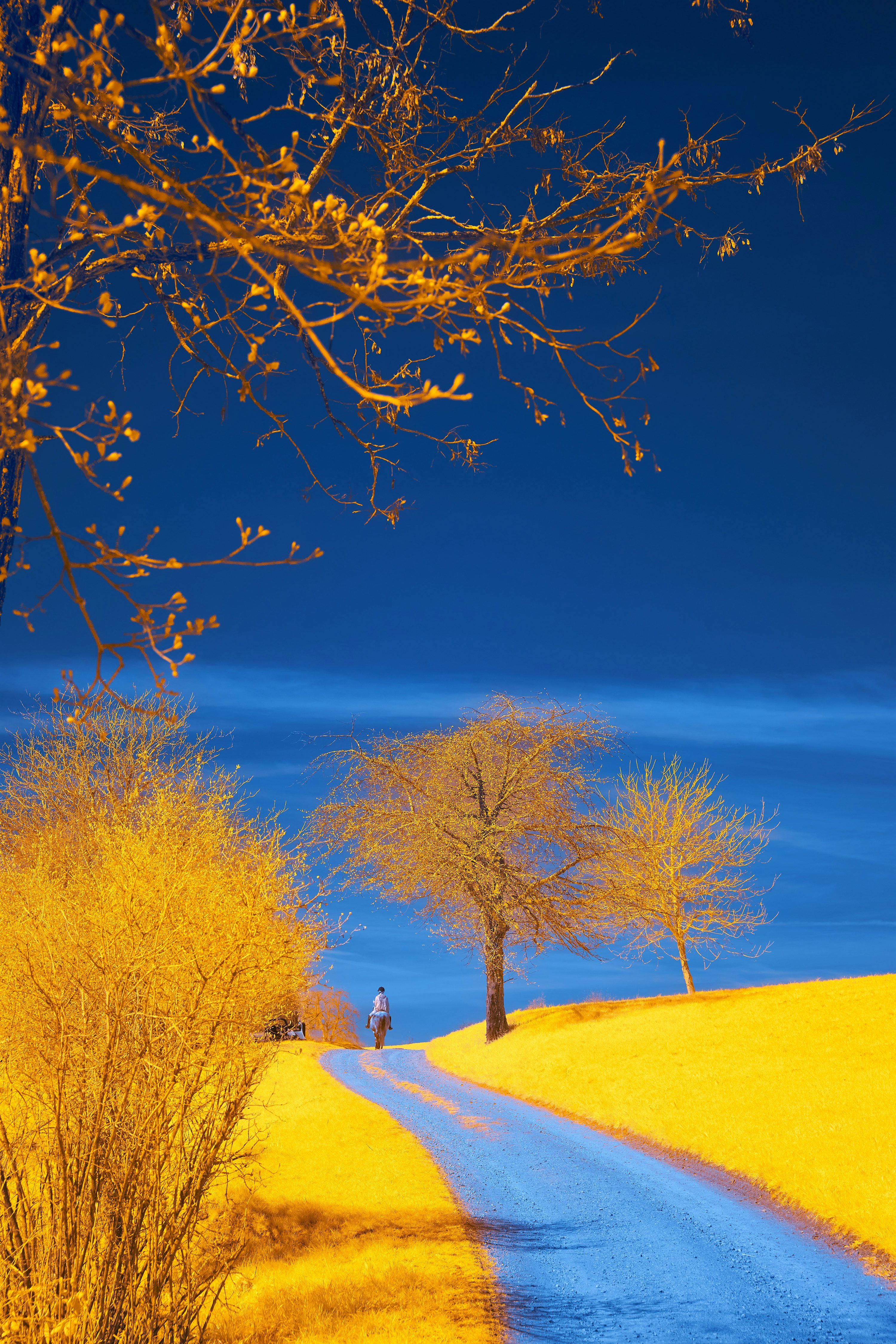 3000x4500 A dirt road with a blue sky and yellow trees photo