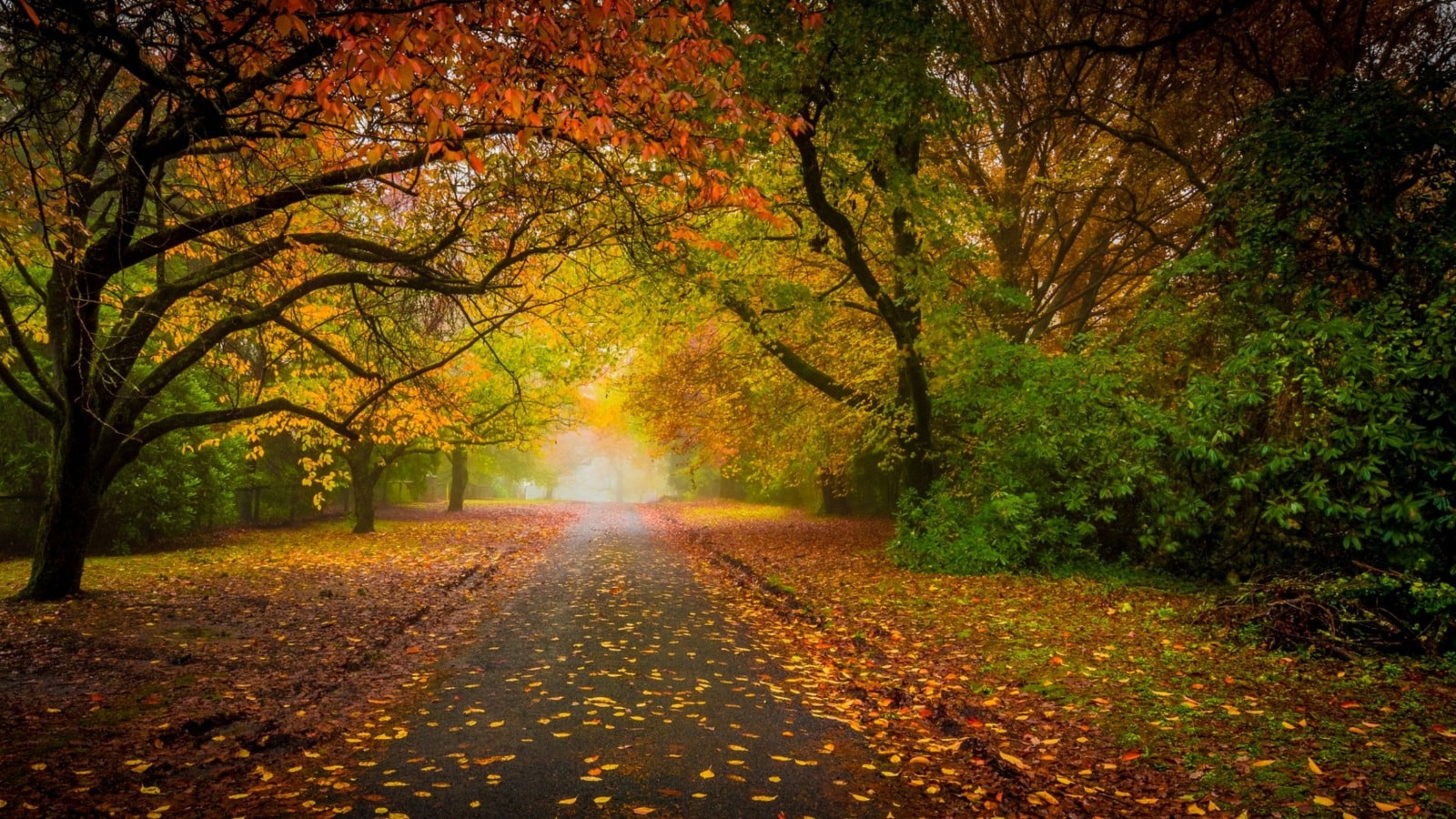 3840x2160 Road Between Green Yellow Trees Under Bright Sky During Daytime 4K HD Nature Wallpaper